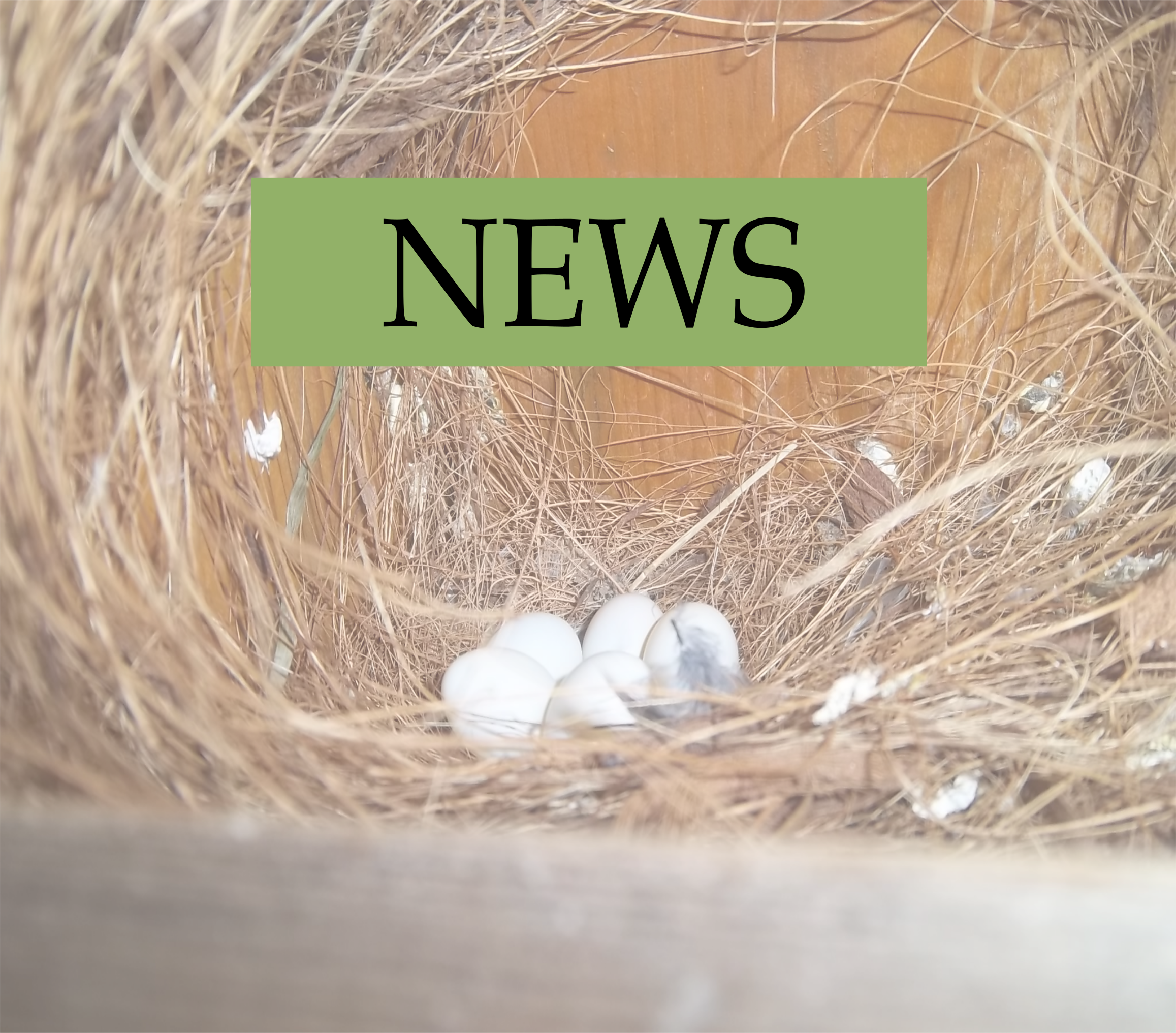 nest with eggs and the headline "NEWS"