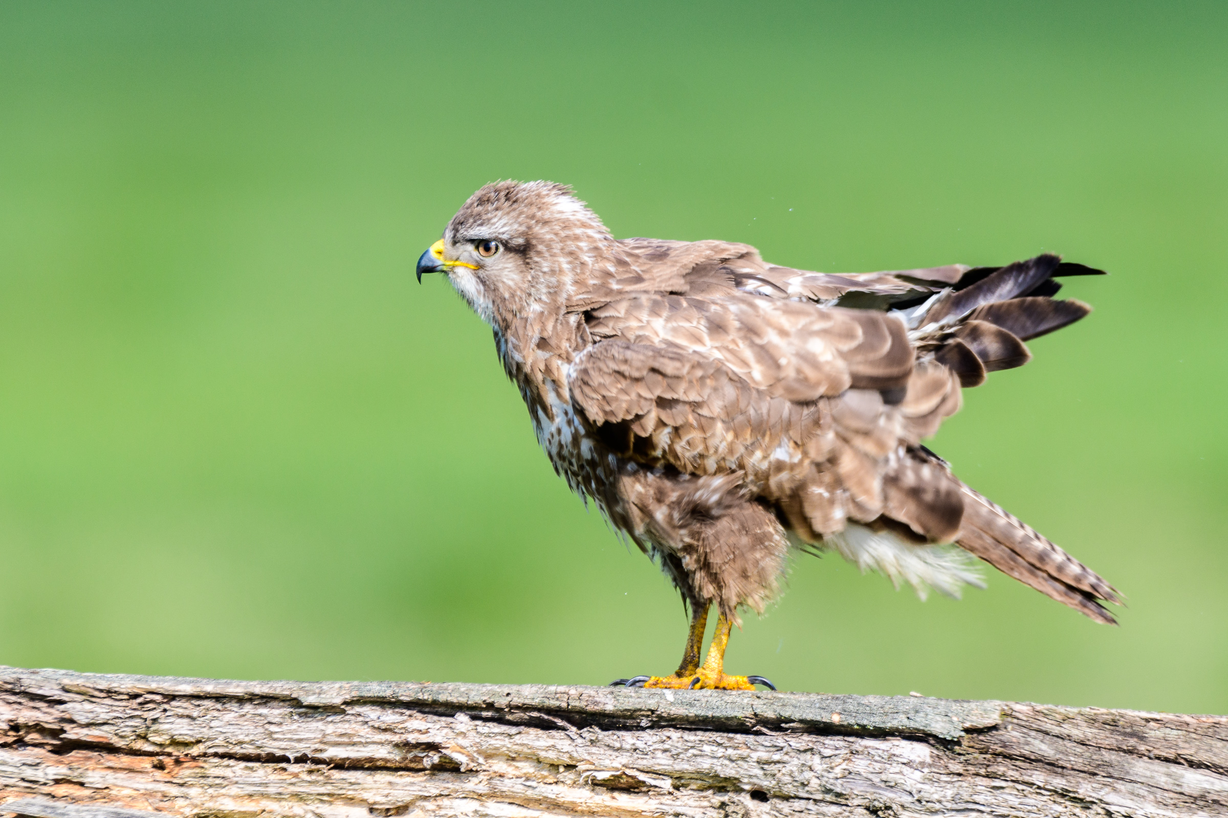 common buzzard