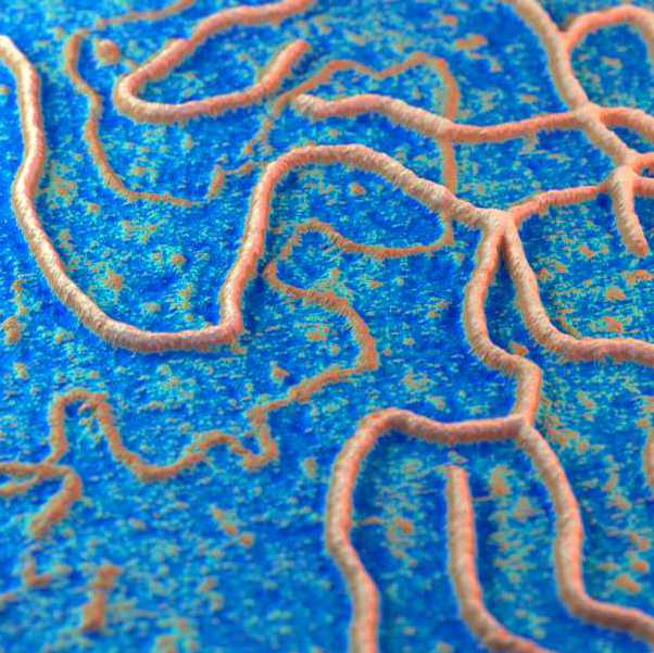Topographic 3D image of a proteoglycan molecule from the tissue of a sea cucumber