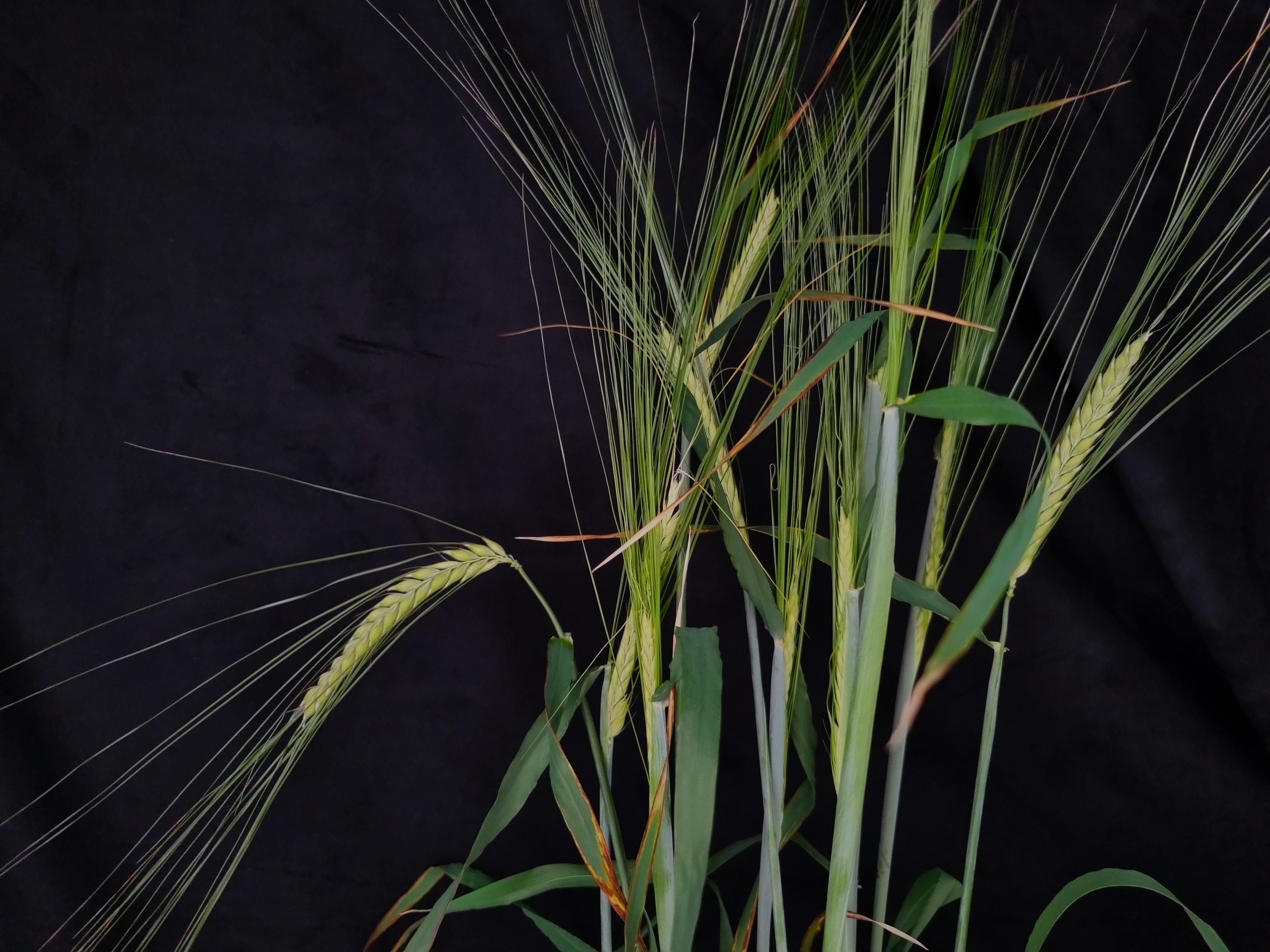 Image depicting a barley plant