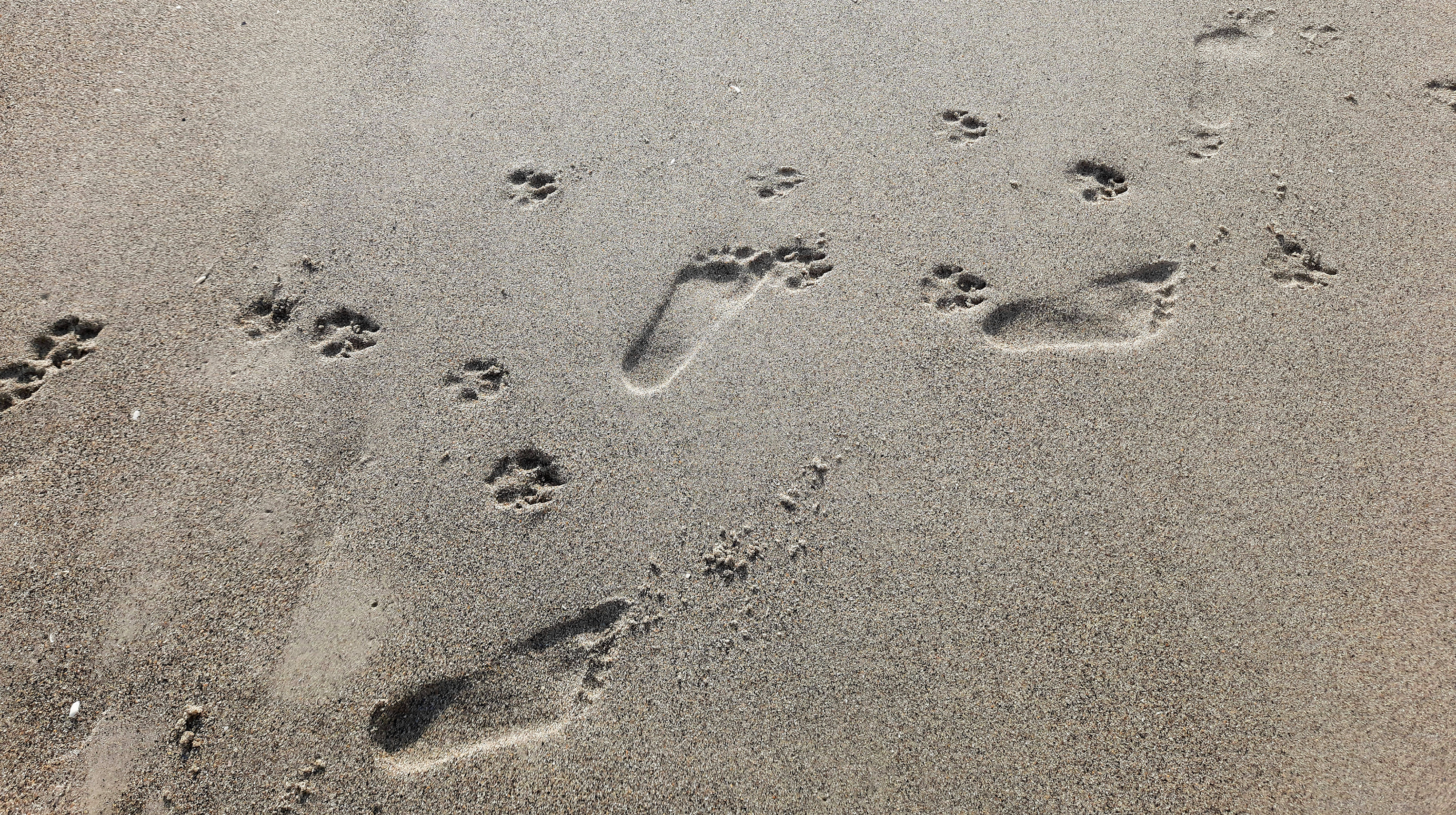 Footprints of man and dog in the sand
