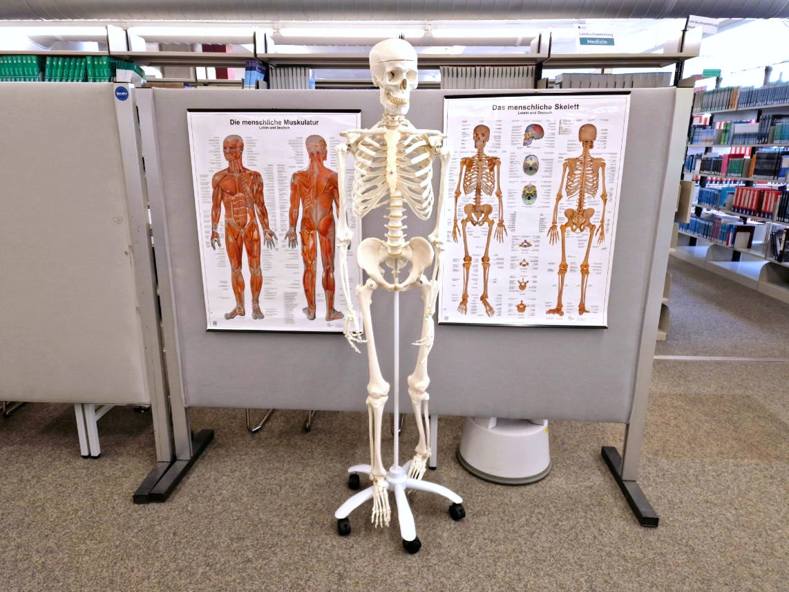 Skelett und Anatomie-Plakate 