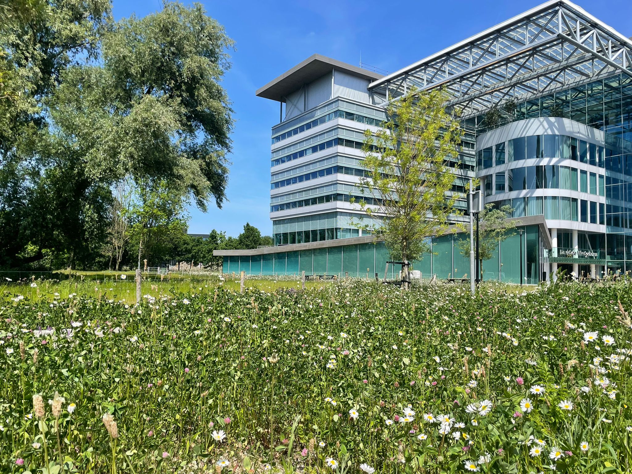 View of wild meadows on the campus