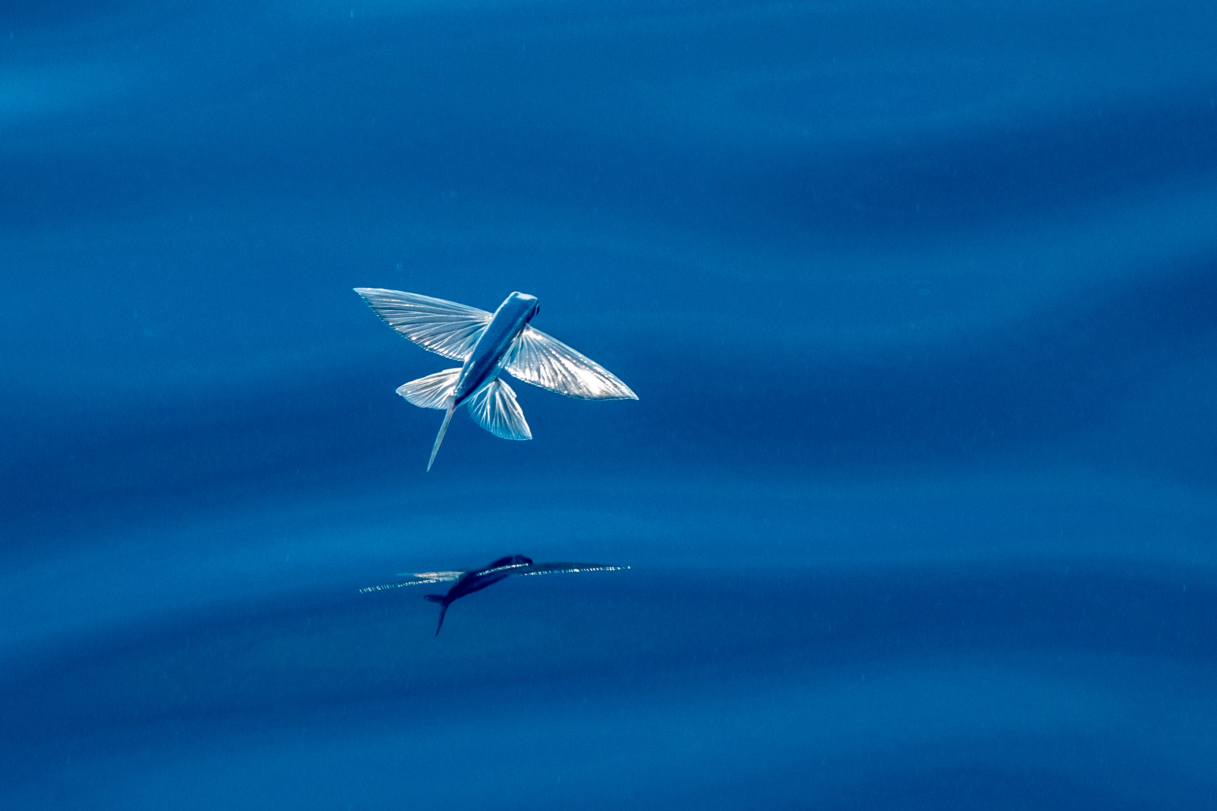 Fliegender Fisch