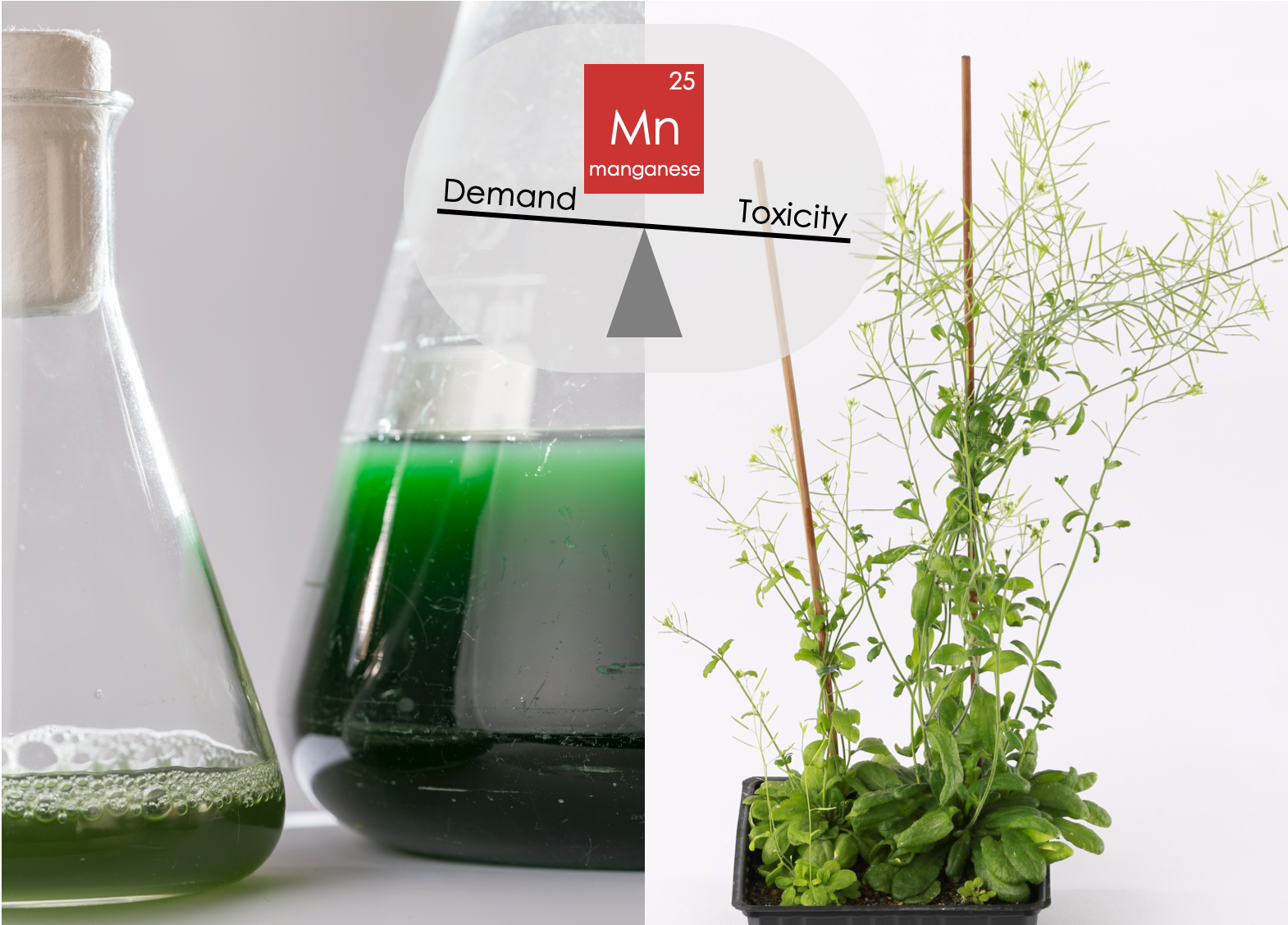 Synechocystis & Arabidopsis