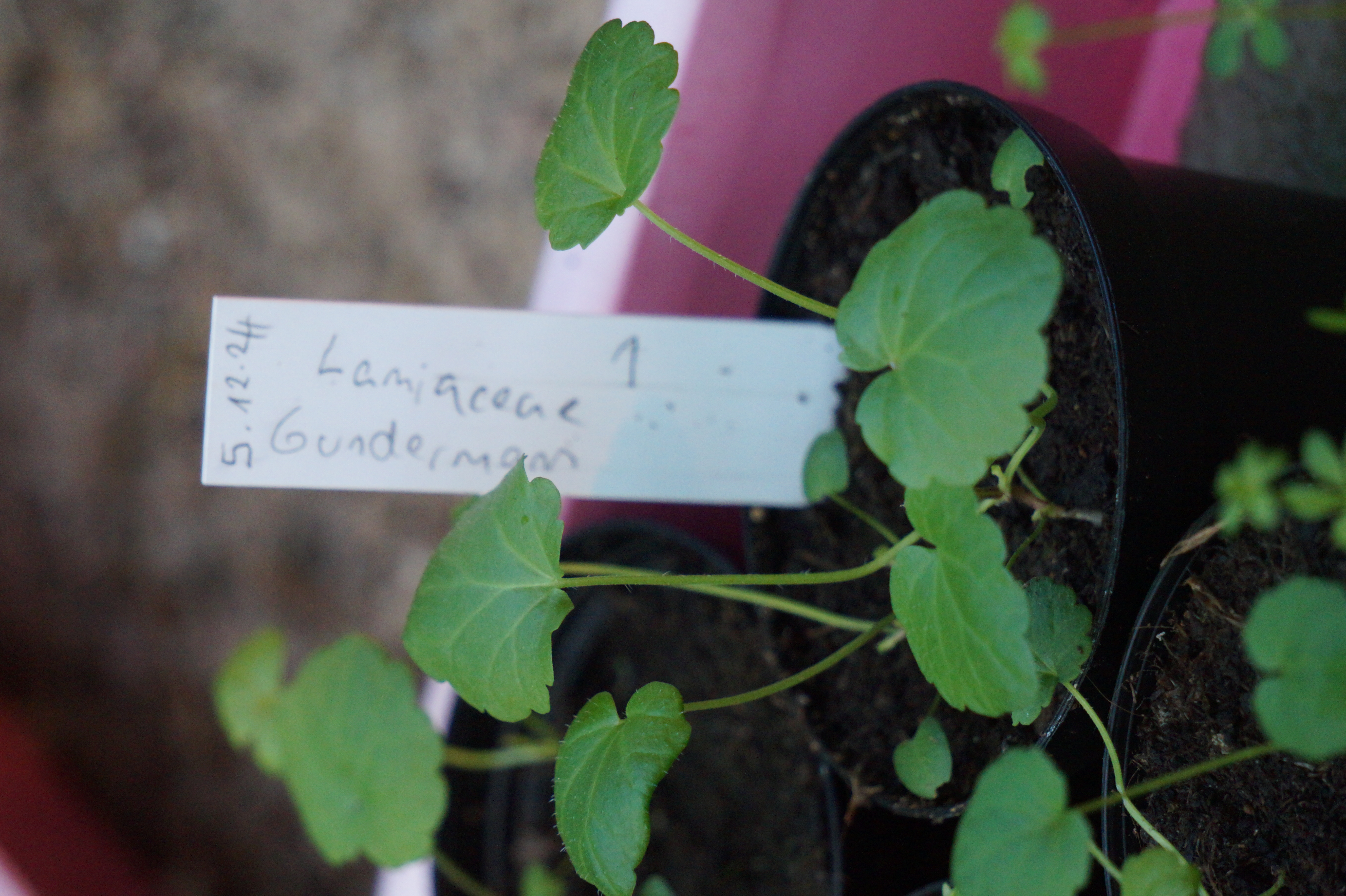 Galium album: Das Weiße Labkraut ist nah verwandt mit dem Waldmeister (Galium odoratum), der als Heil- und Würzpflanze verwendet wird. Es gehört zur Familie der Rötegewächse und wird ab Juni viele kleine weiße Blüten tragen.