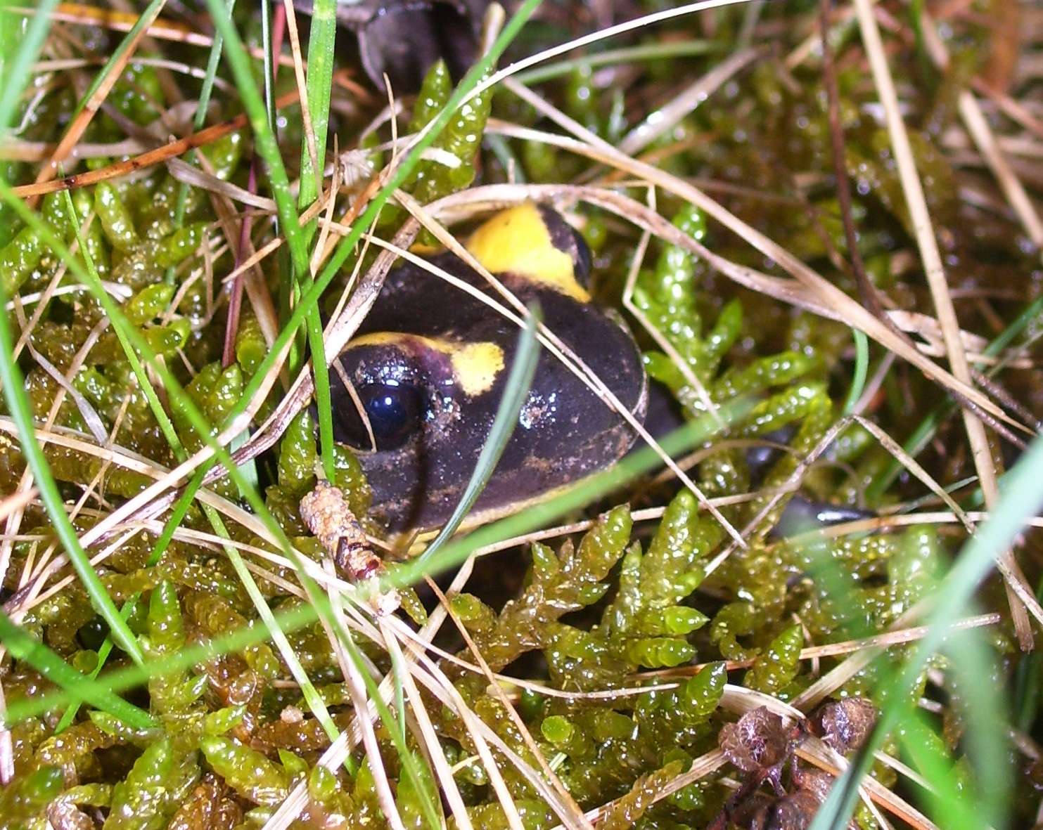 Fire salamander