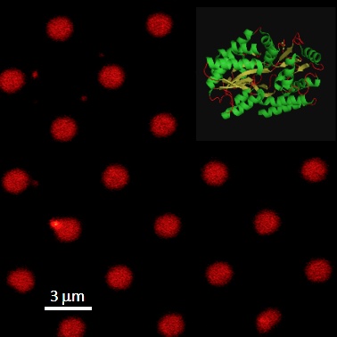 Fluorescence image of a biochip