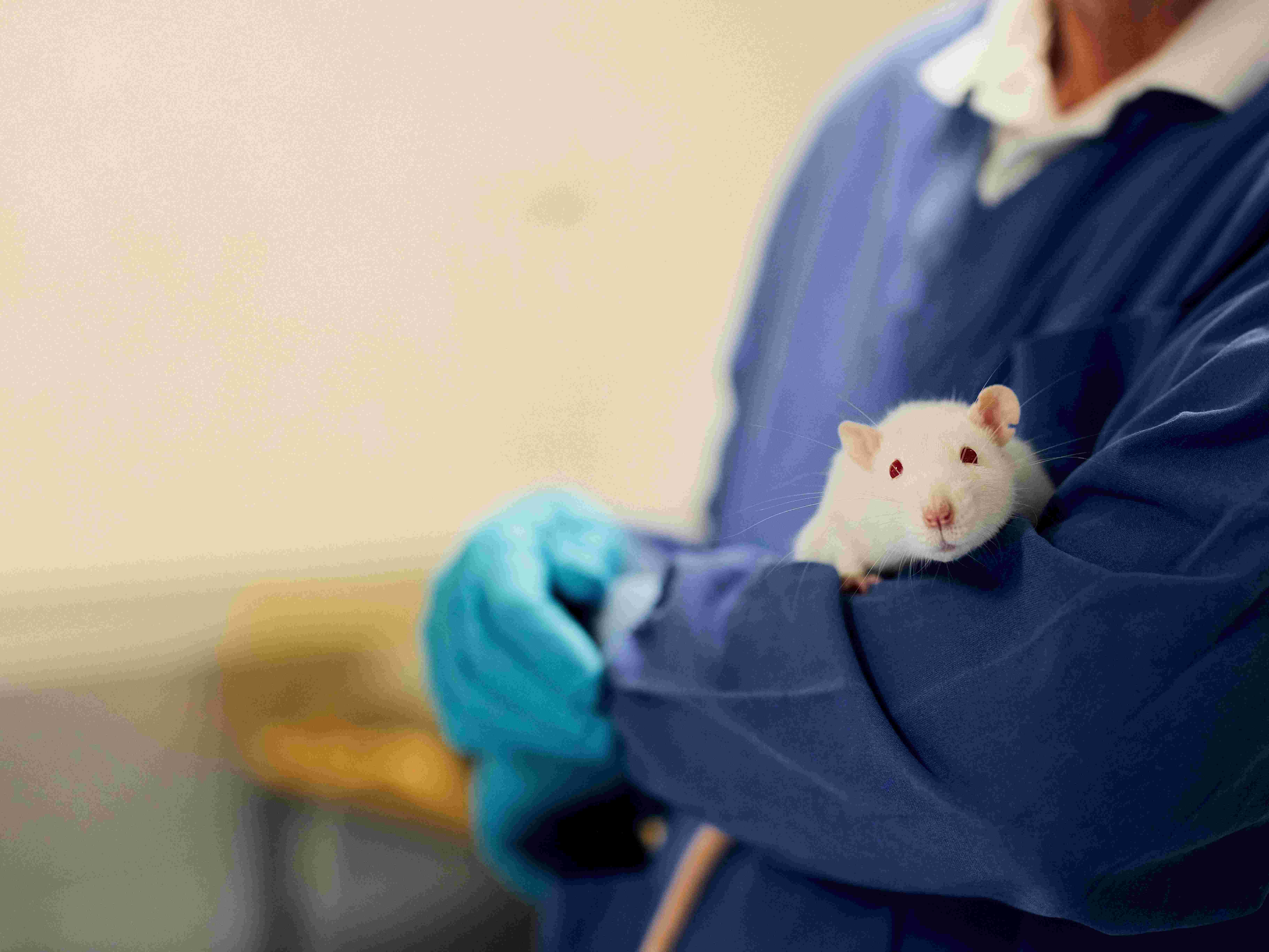Maus auf dem Arm