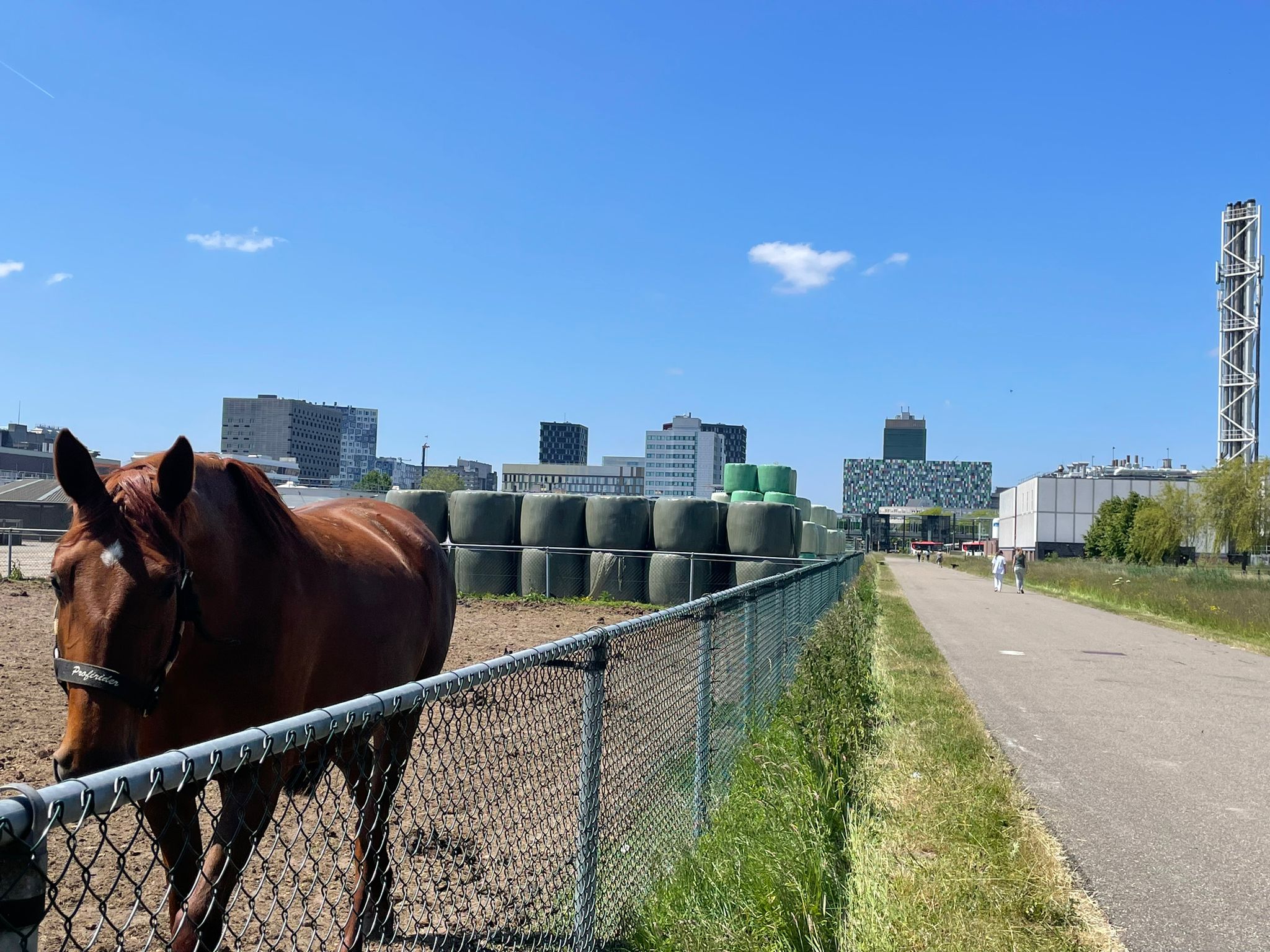 Horse paddock of the Faculty of Veterinary Medicine