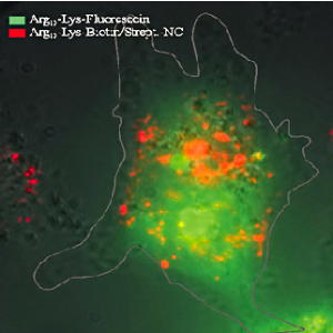 Single luminescent marker molecules in a cell