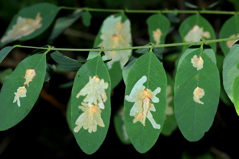 Leaves of Robinia pseudoacacia with Parectopa robiniellas mines