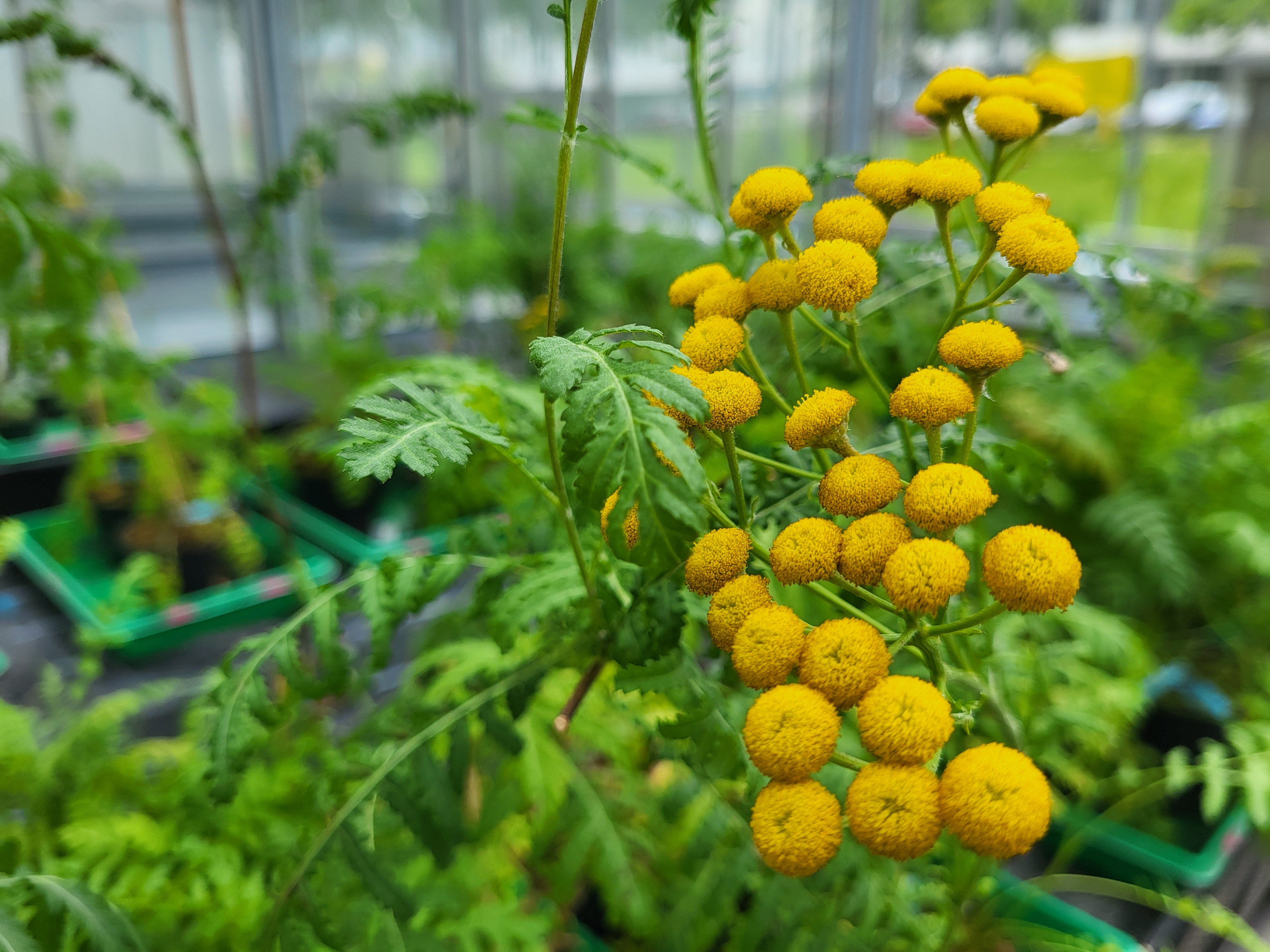 Tansy plant