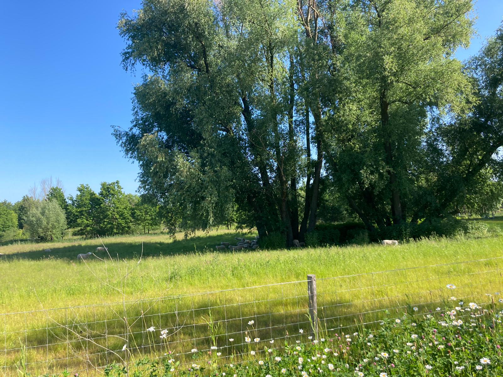 Wild meadows as sheep pasture on campus