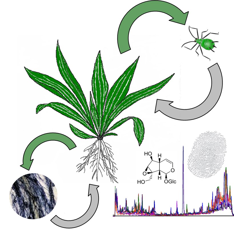 Ecolmetabolomics