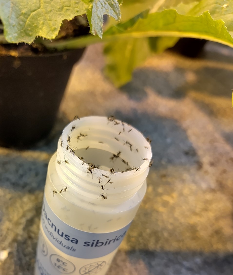 Schlupfwespen (Dacnusa sibirica) zur biologischen Bekämpfung von Minierfliegen 
