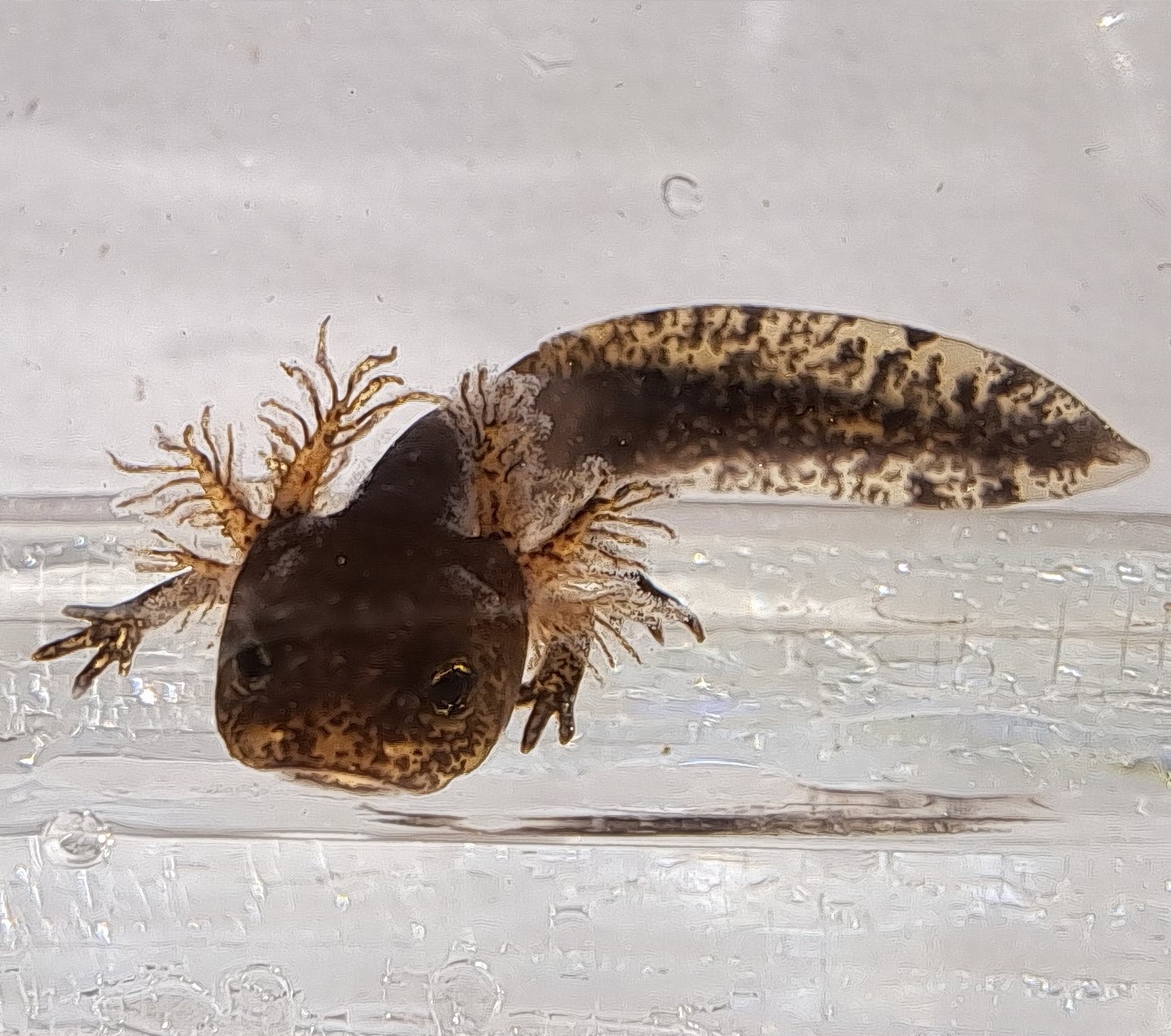 Fire salamander