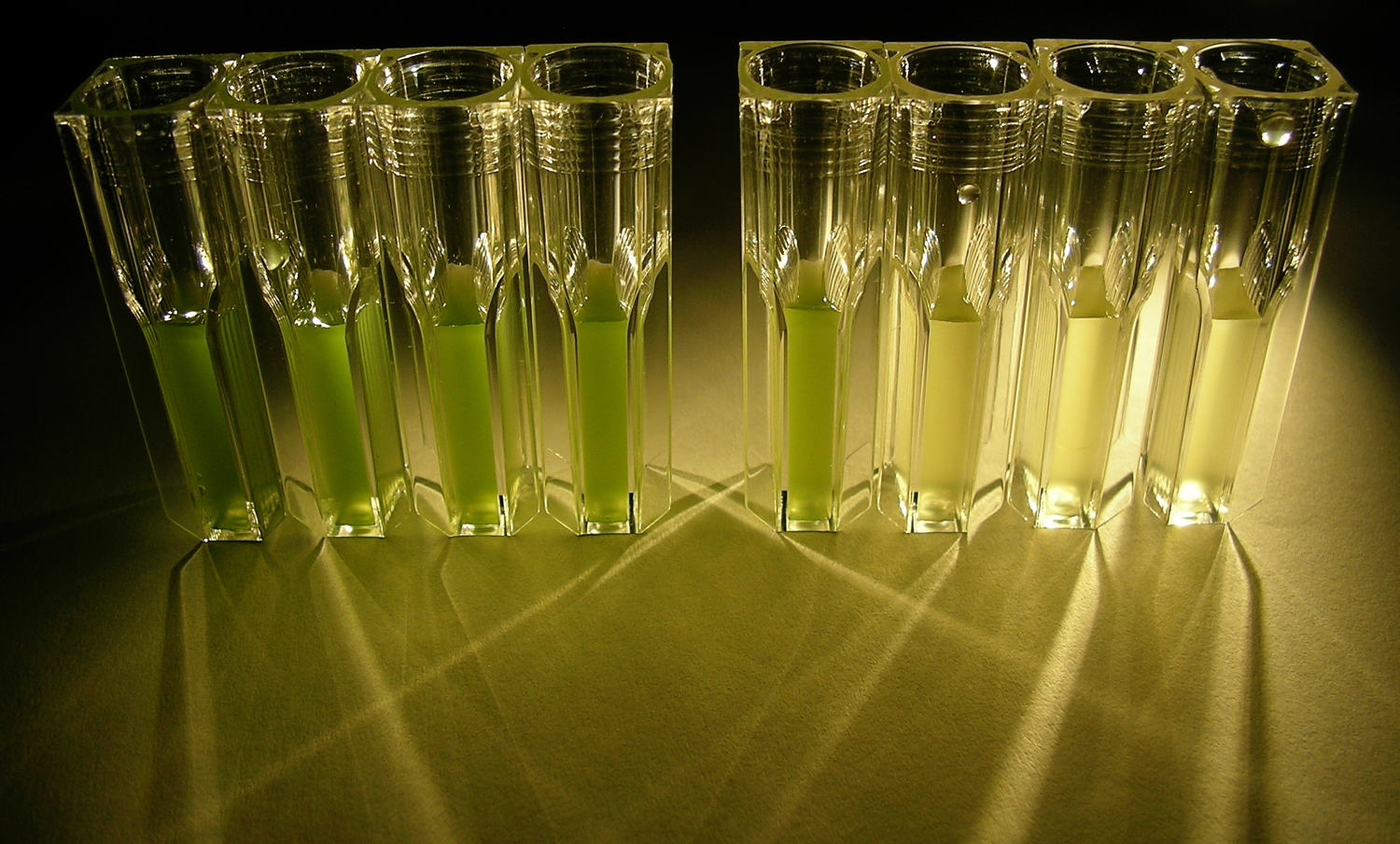 Cyanobacteria cuvettes