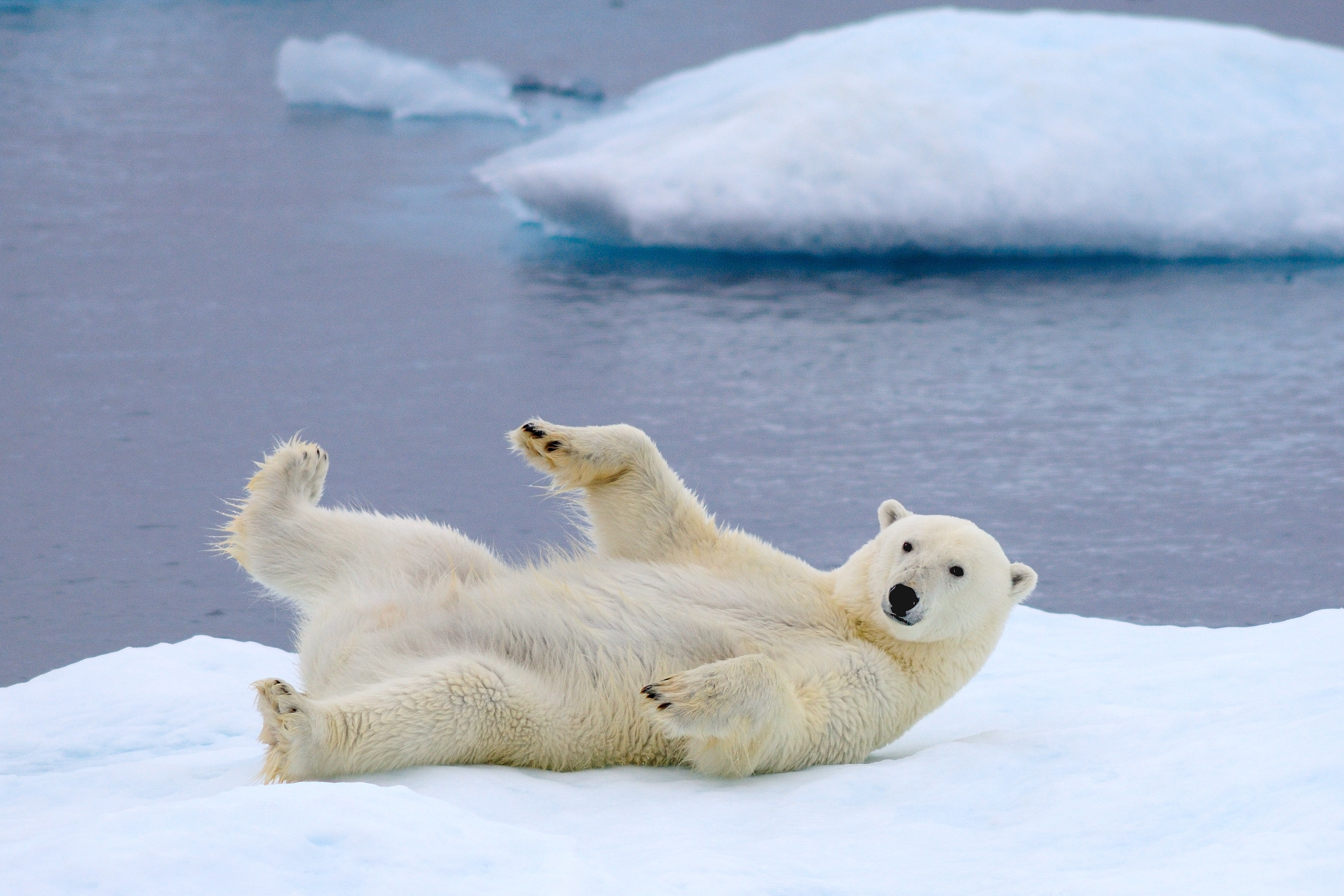 Eisbär