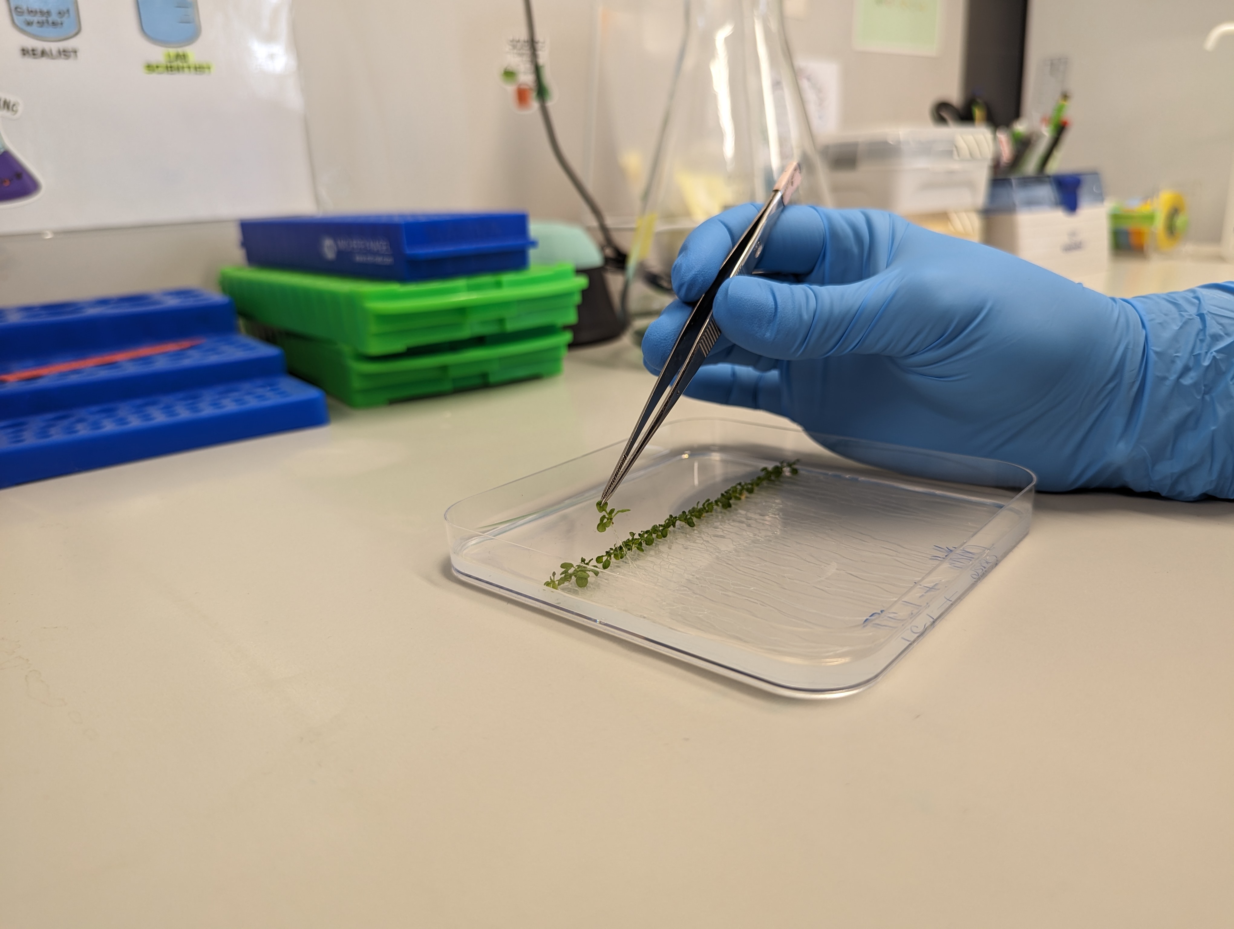 A researcher with Arabidopsis thaliana on a Petri disk 