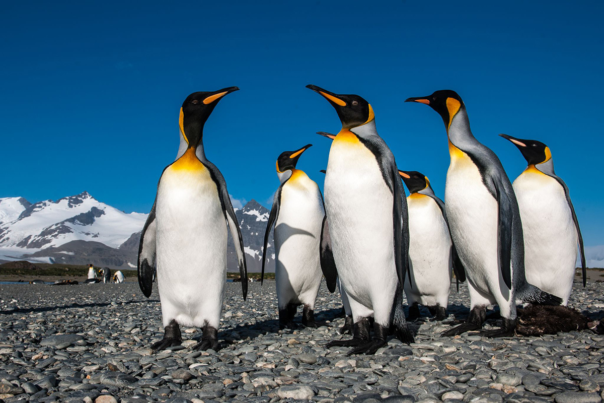 Eine Gruppe Königspinguine