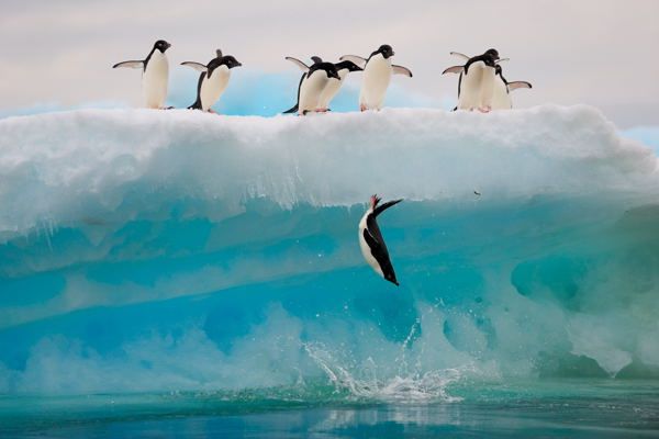 Adeliepinguine