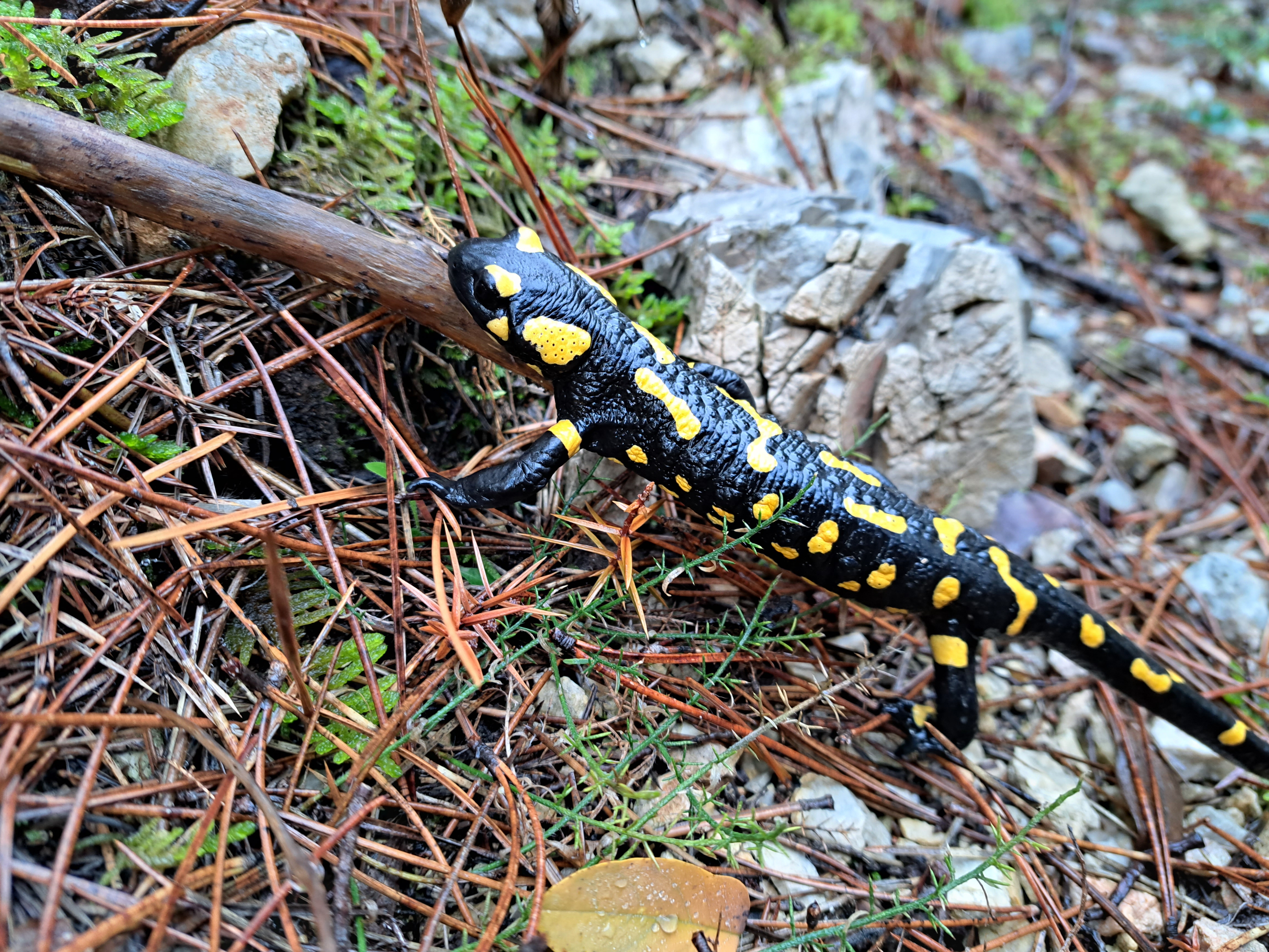 Fire salamander
