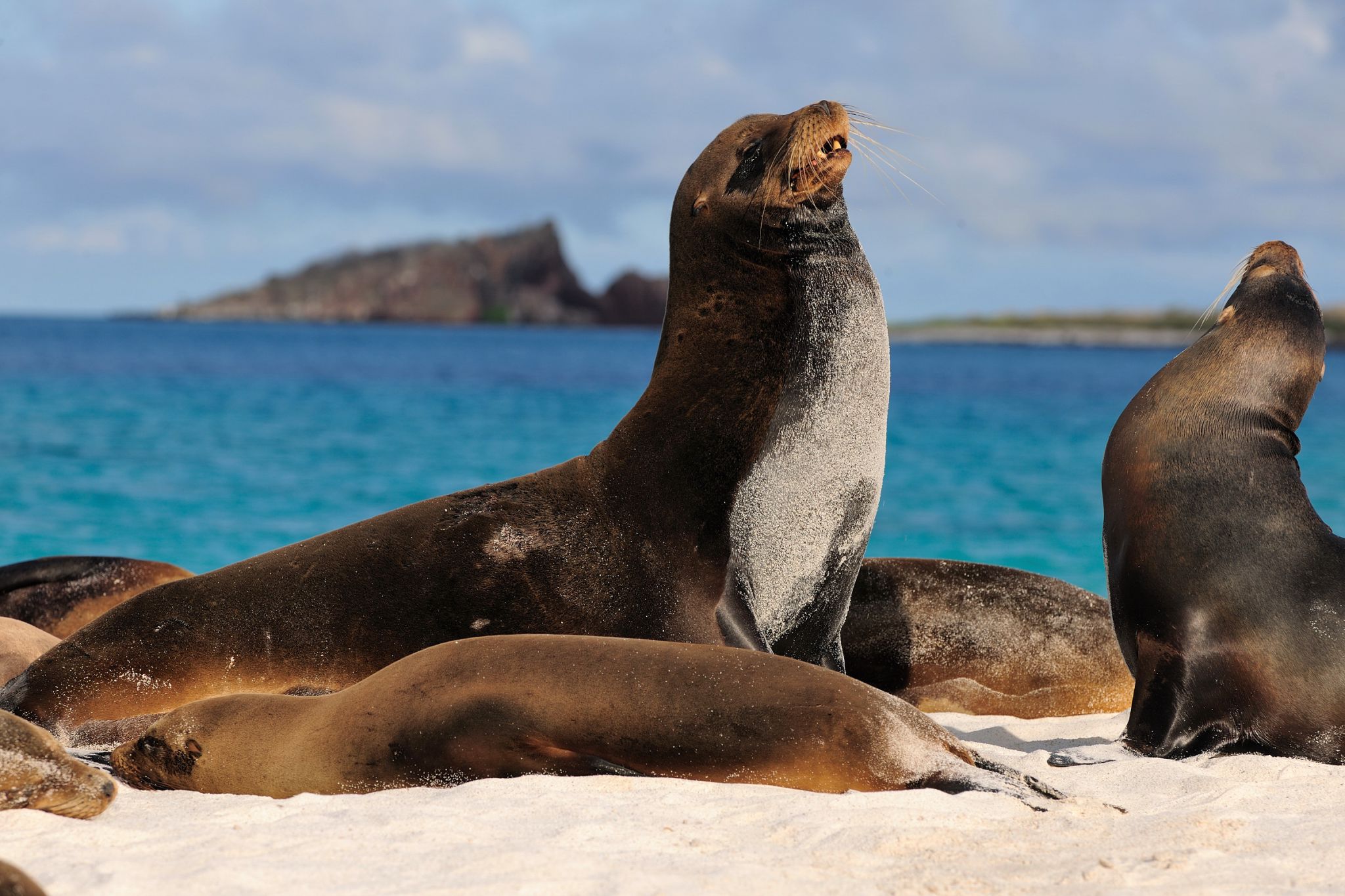 Sea Lion Project Gal pagos Universit t Bielefeld