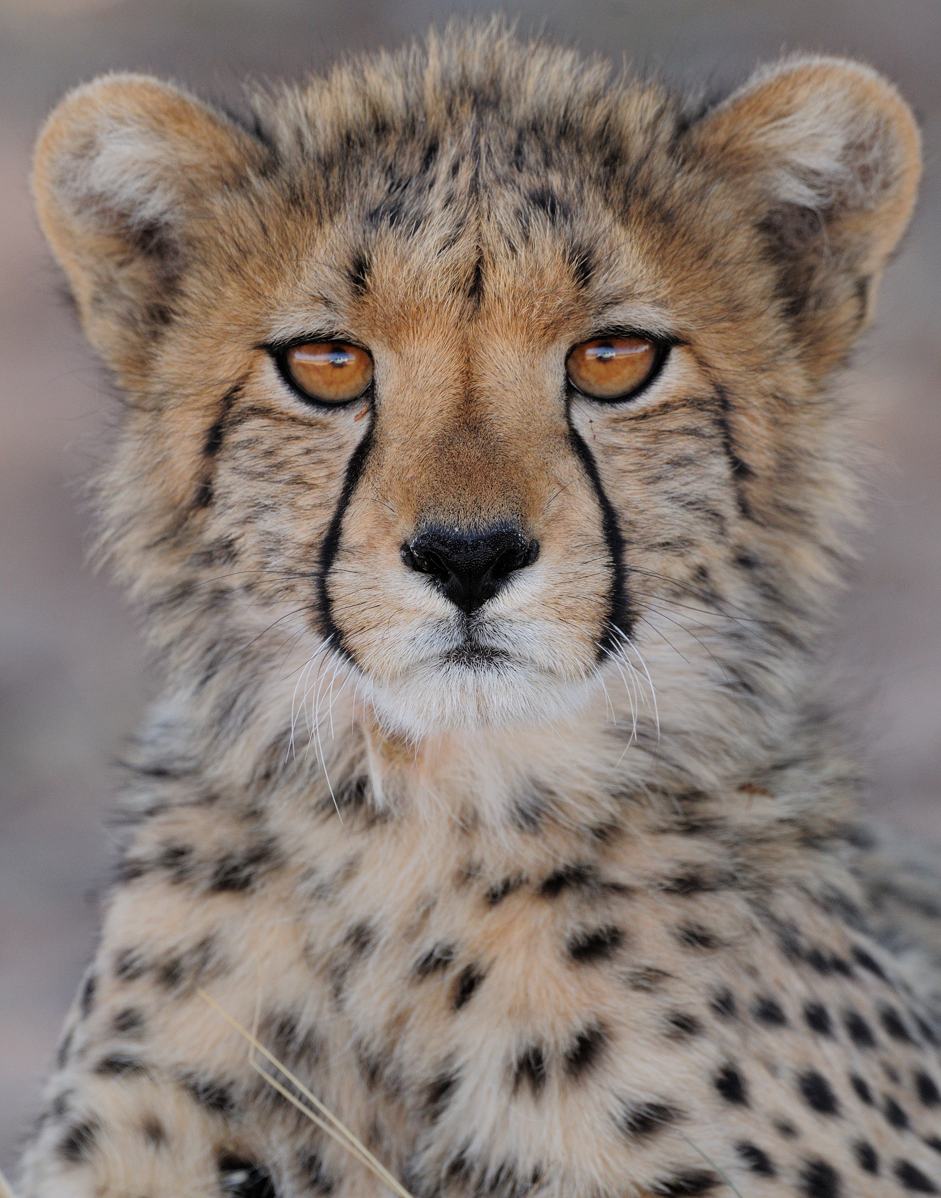 Gepard