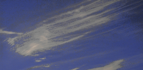 Cirrus clouds