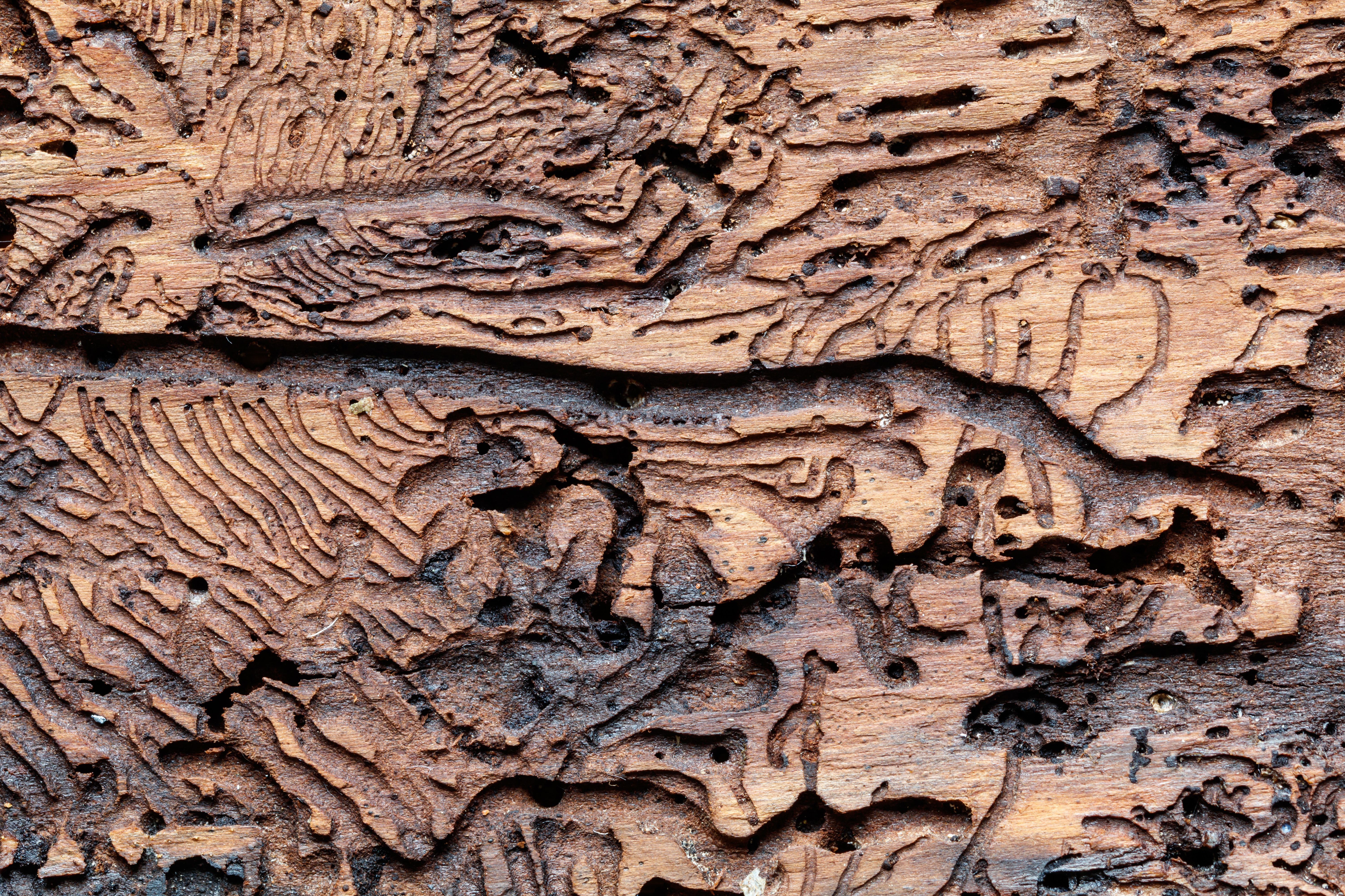 Pine bark, tree bark with bark beetle infestation