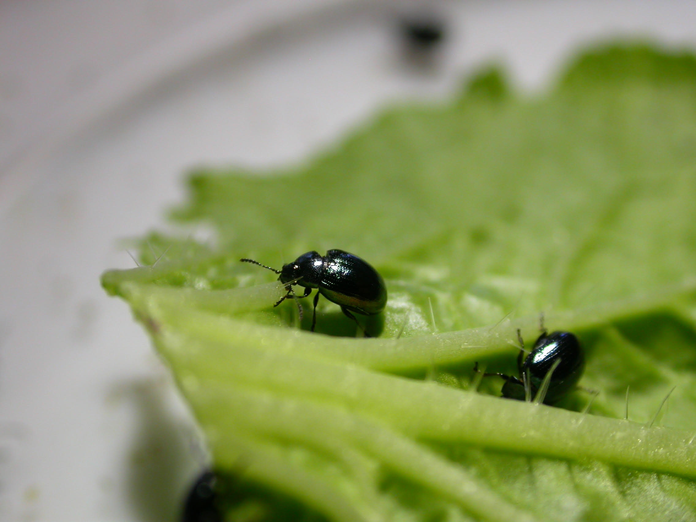 Auf dem Bild ist ein grünes Blatt mit zwei Käfern zu sehen.