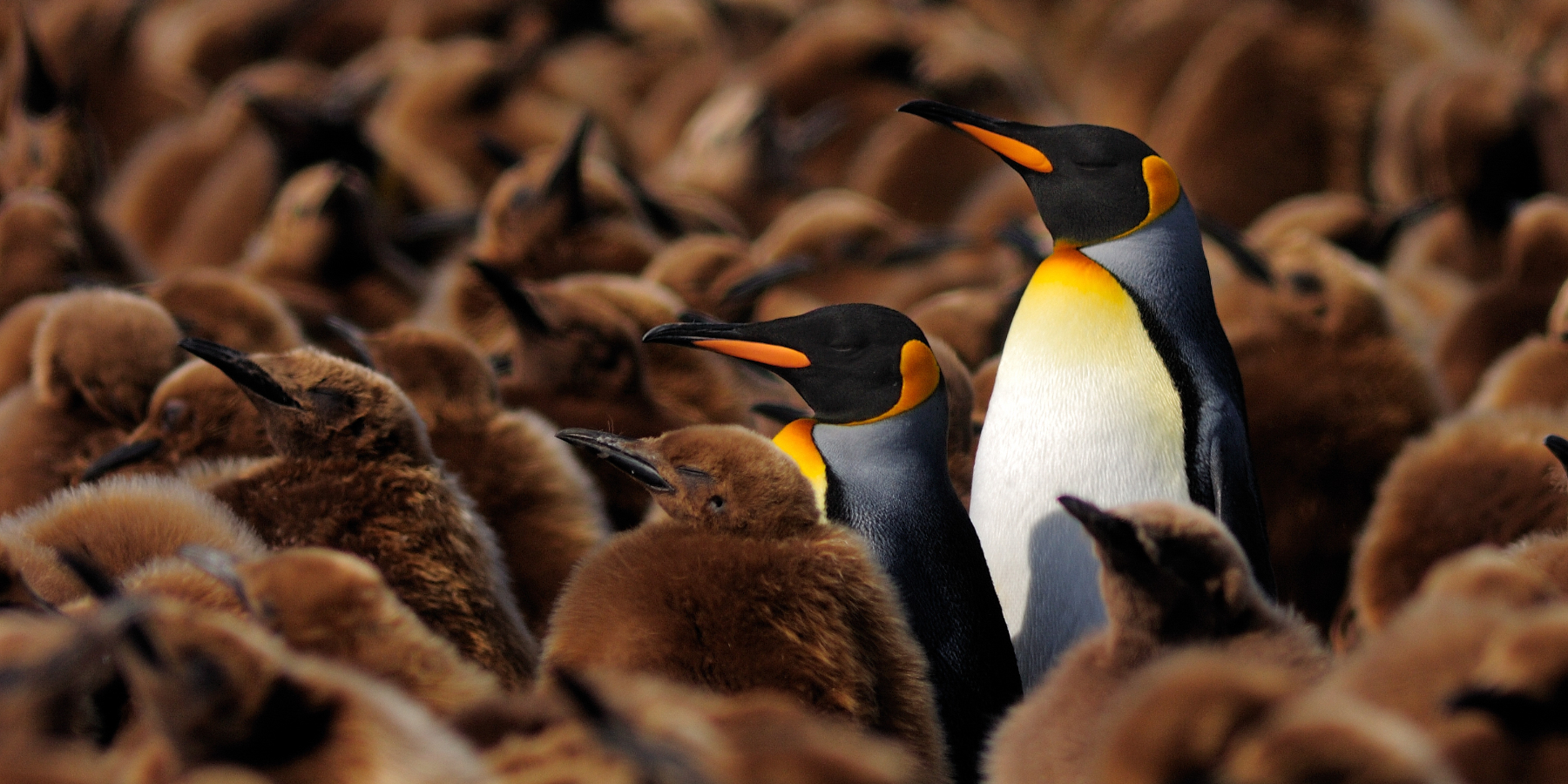 A grouping of king penguins