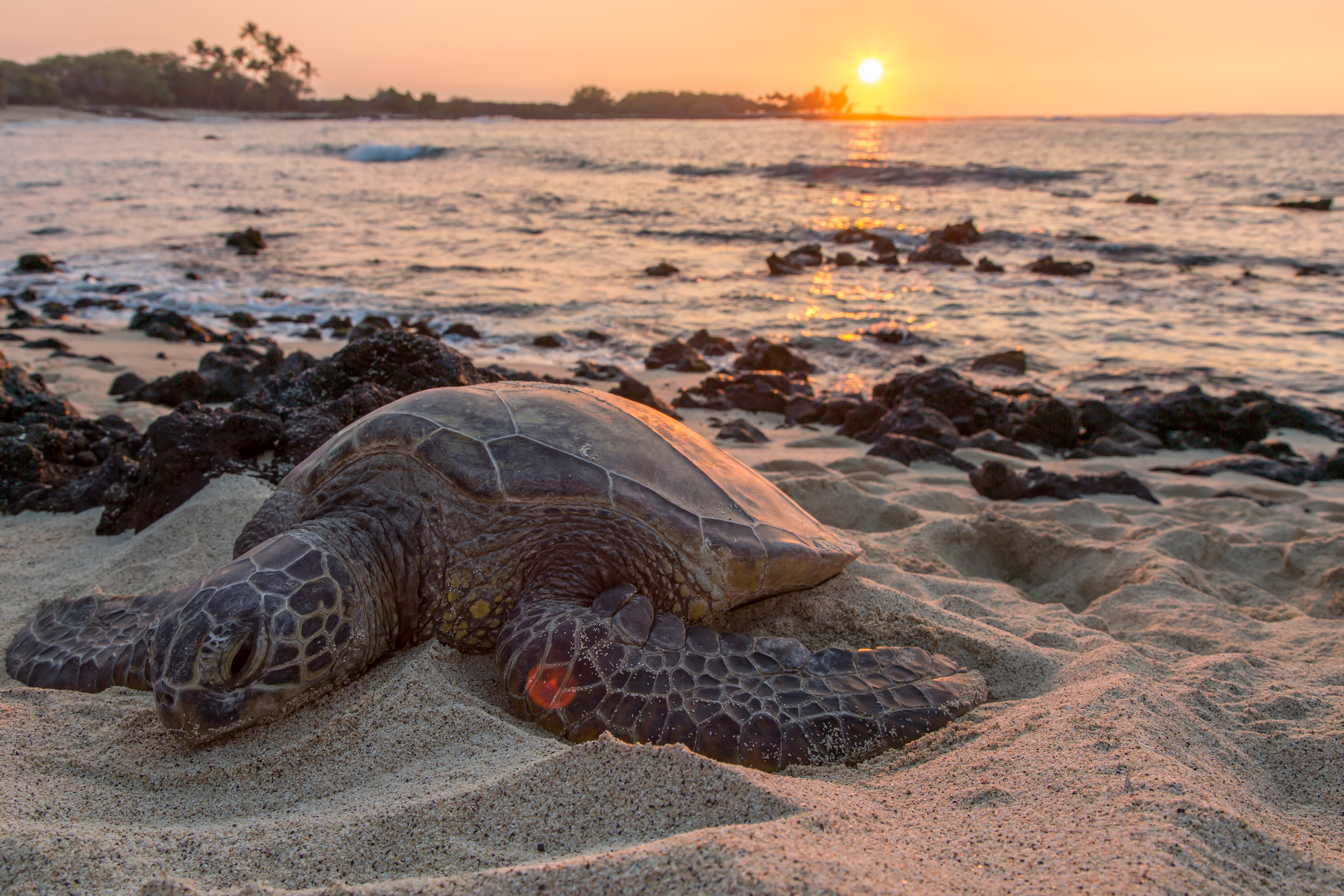 Meeresschildkröte liegt am Strand, im Hintergrund ein Sonnenuntergang