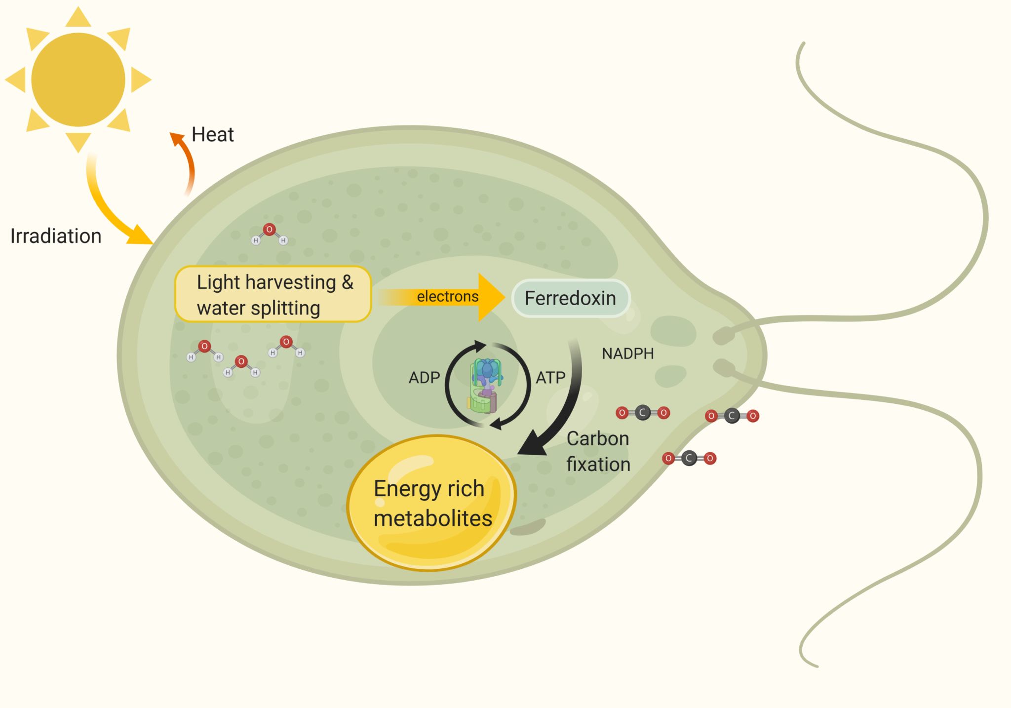 Solar energy conversion Universität Bielefeld