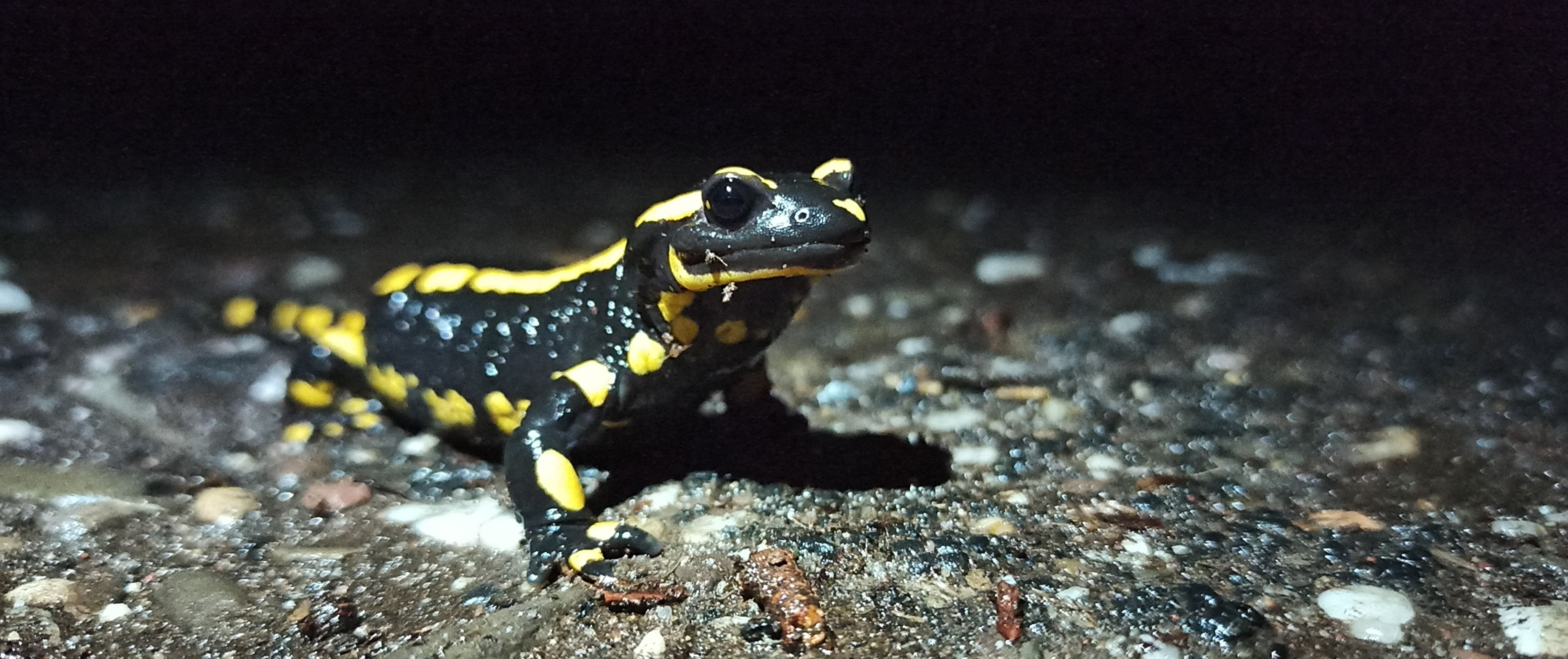 Fire salamander research