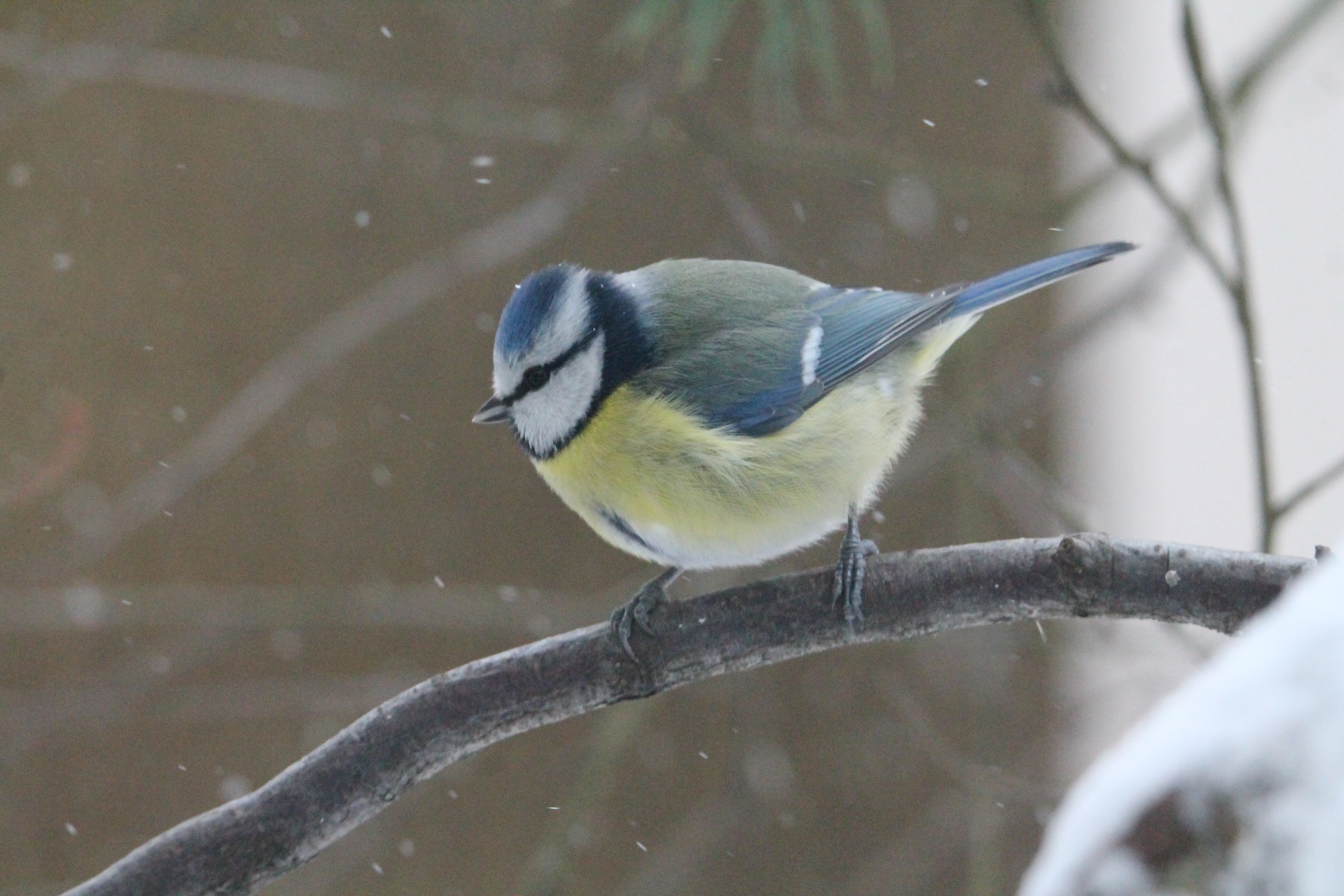 Blue tit microbiome research