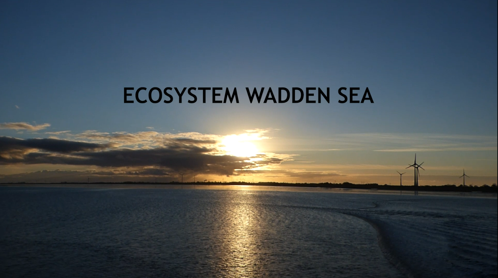 Wadden Sea excursion movie 