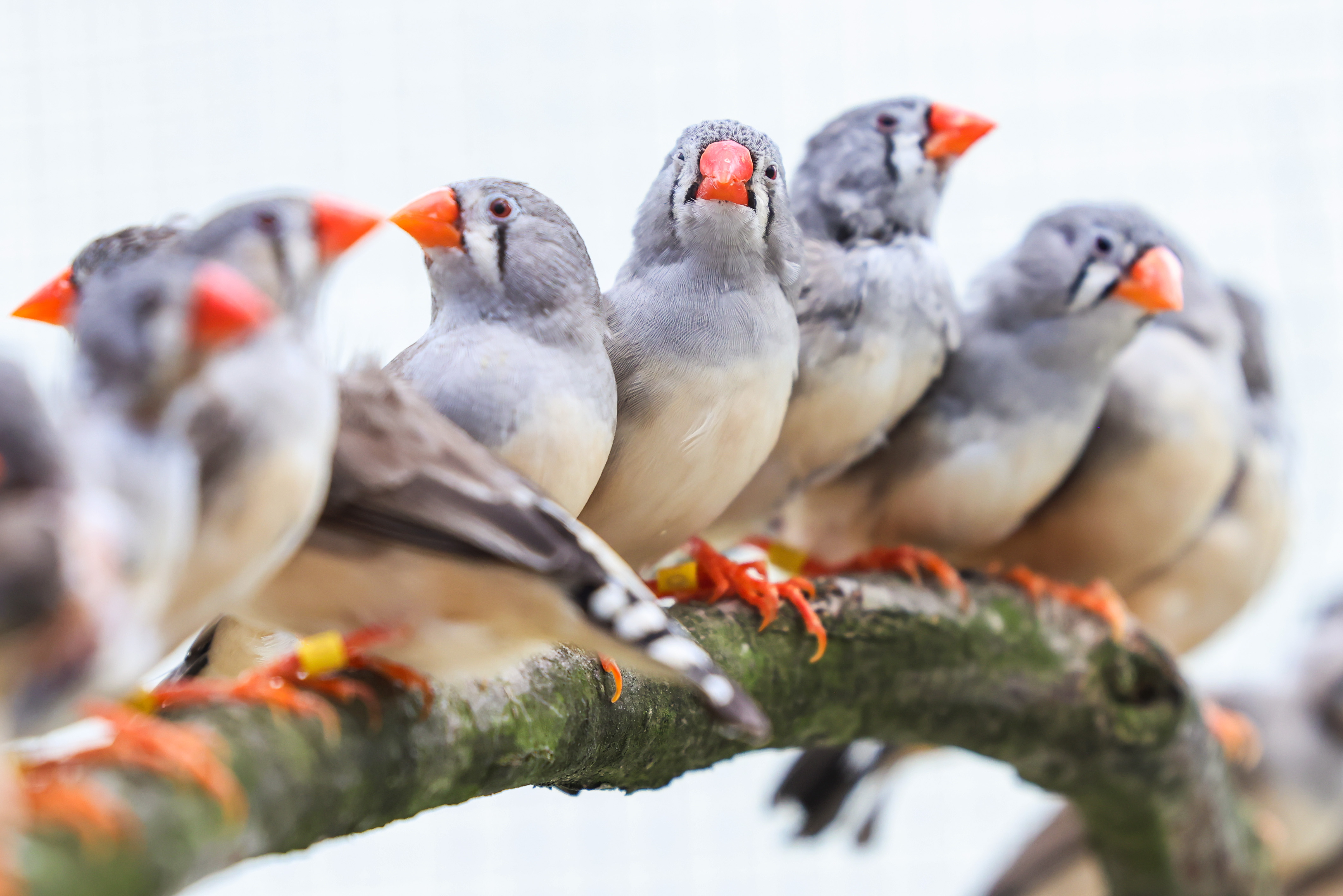 zebra finch females