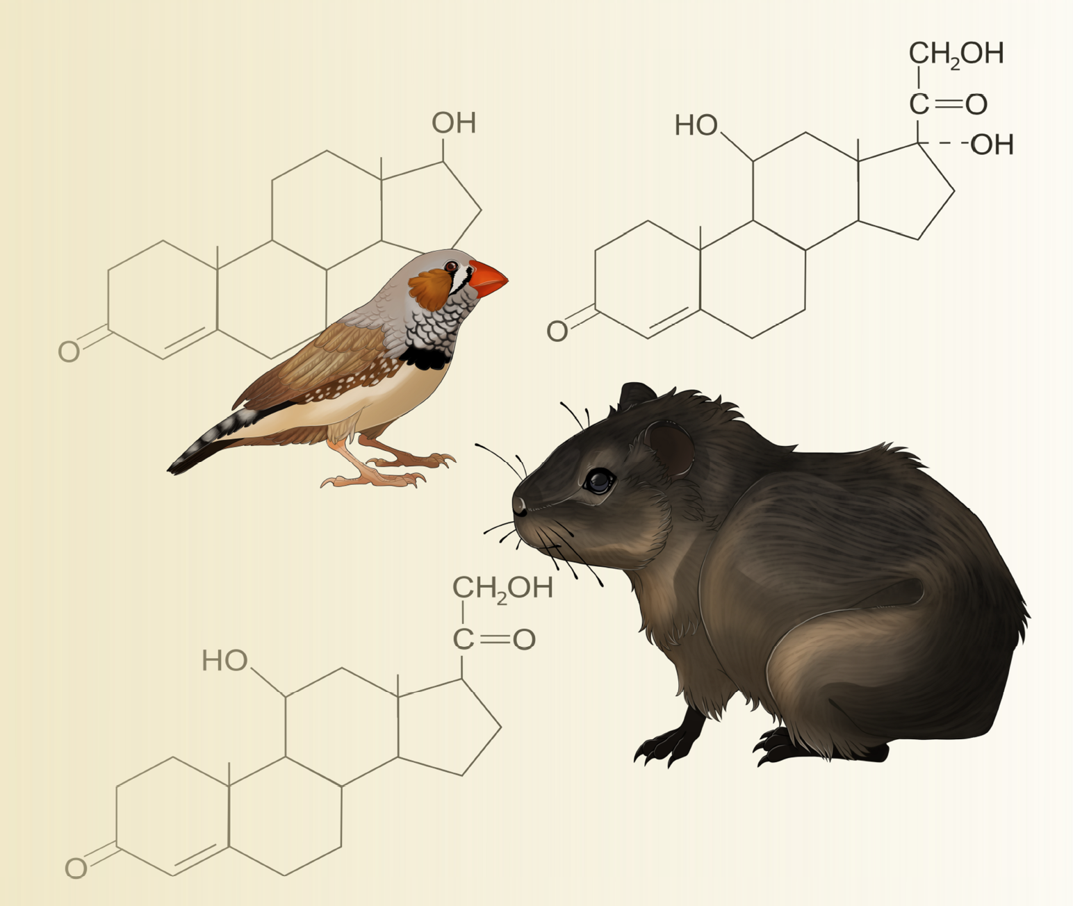 a drwaing of a zebra finch and a cavy and the structural formula of hormoes in the background