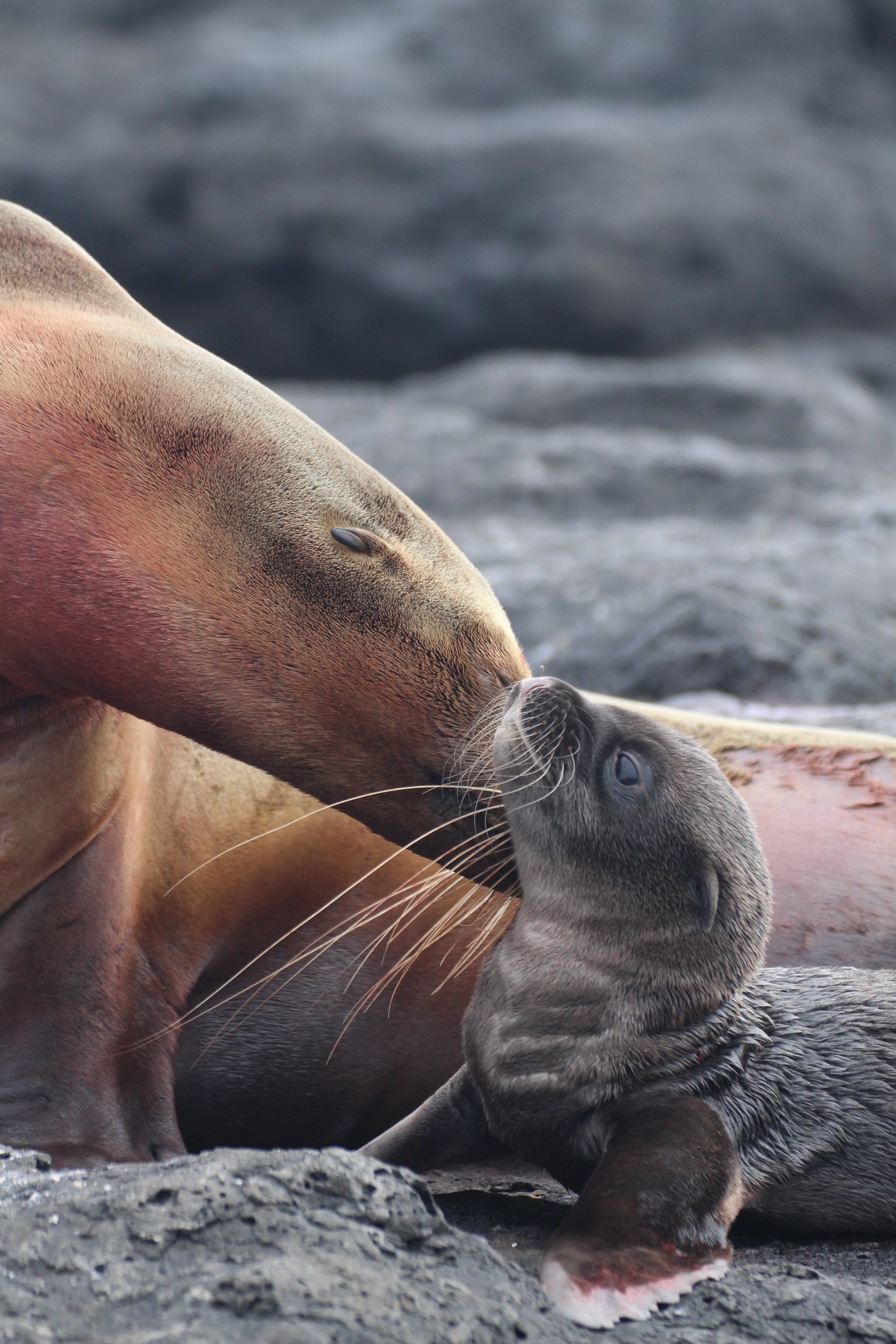 Galápagos Sea Lions: mother and pup on the beach