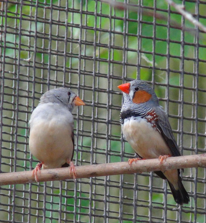 zebra finch male and female sitting on a branch