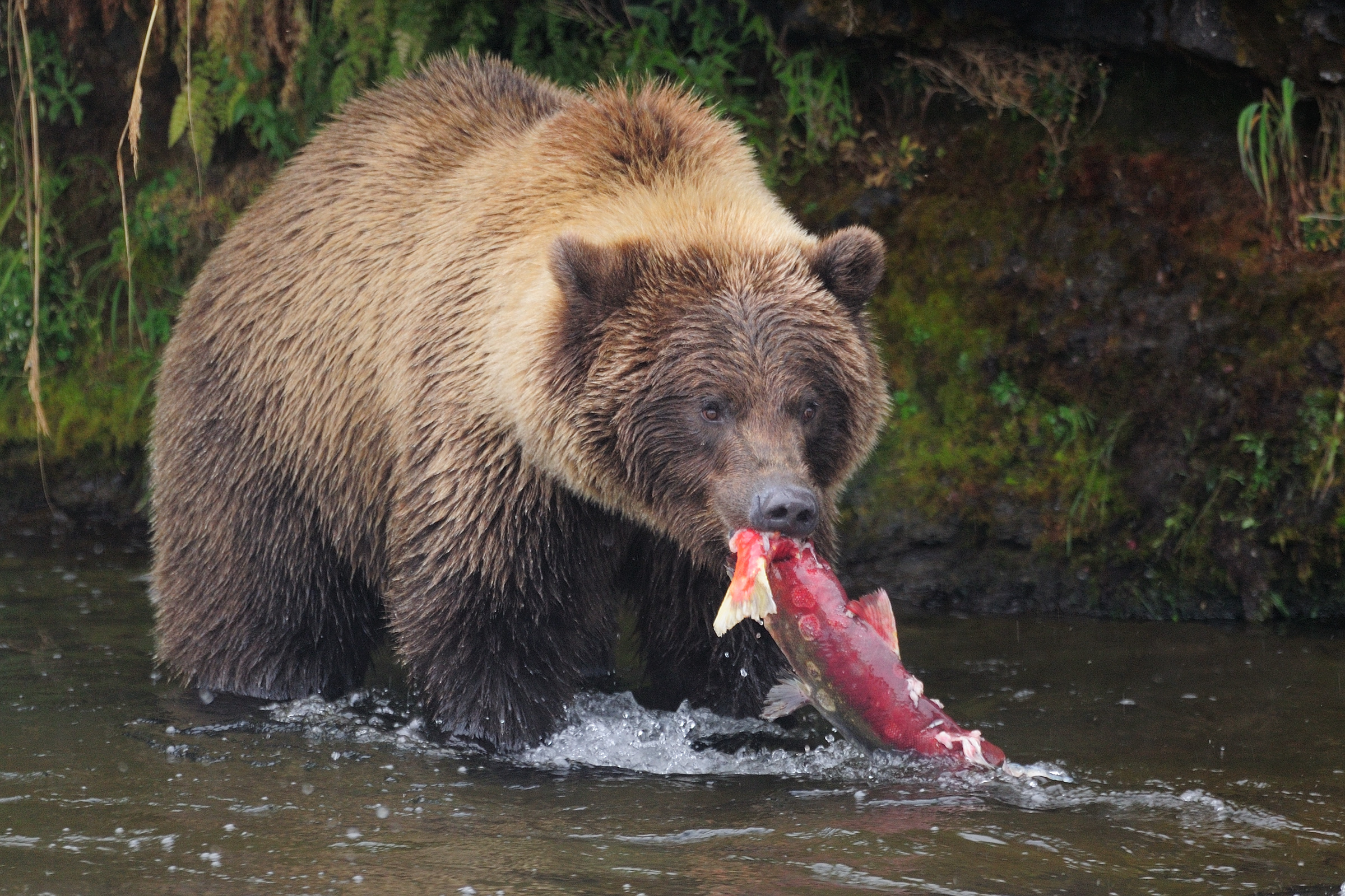 Braunbär