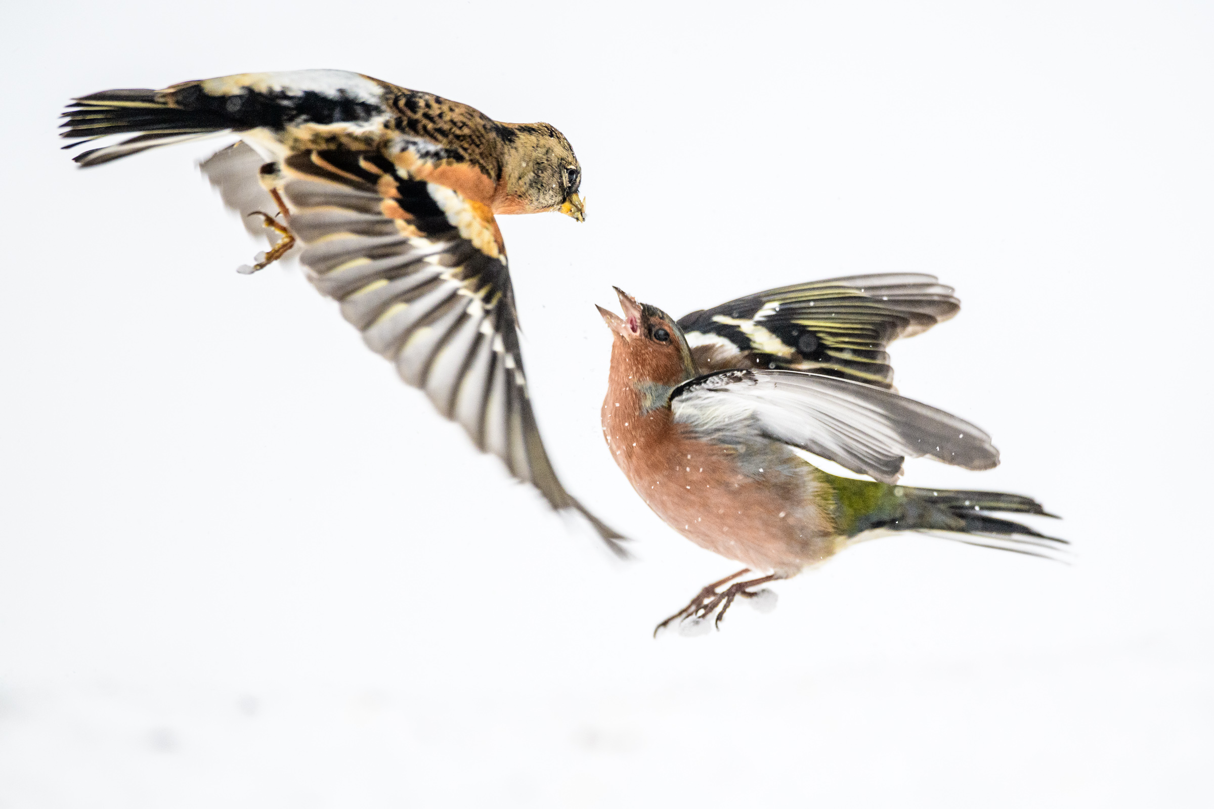 Buchfink mit Bergfink