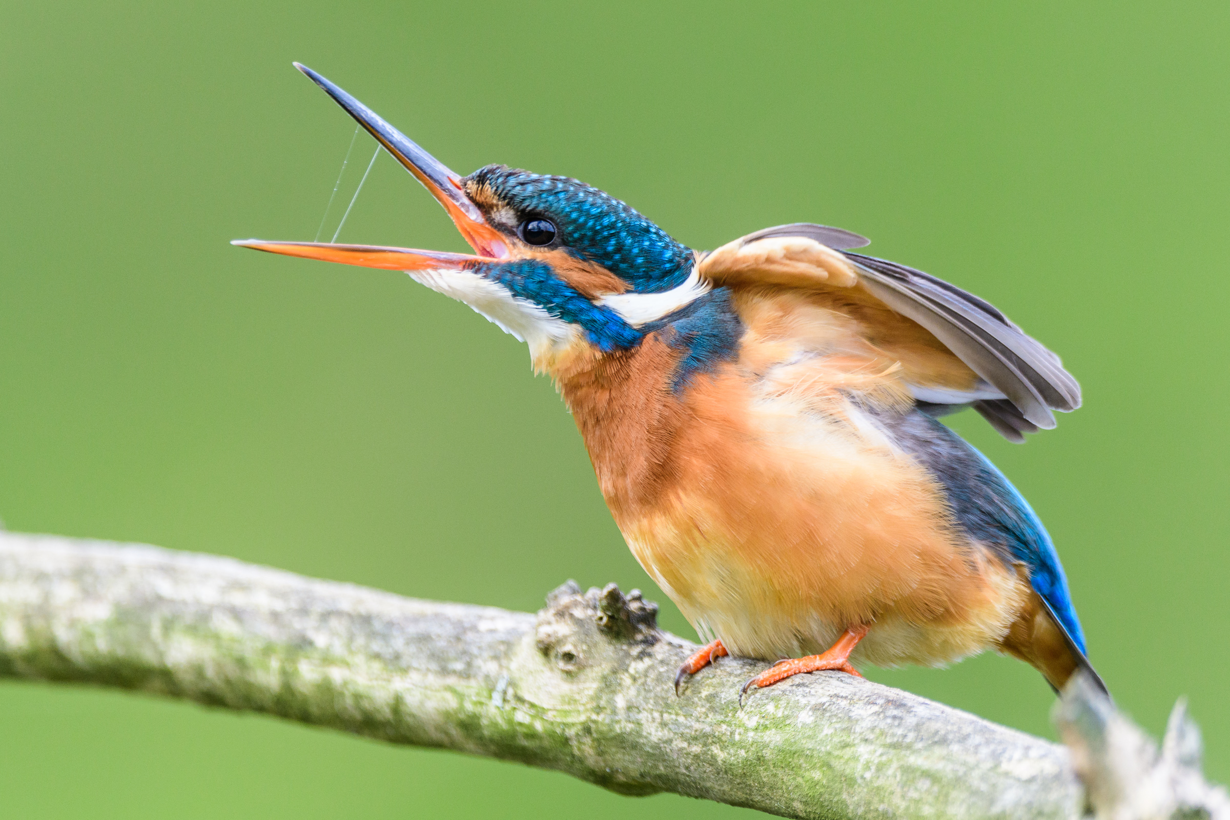 Eisvogel