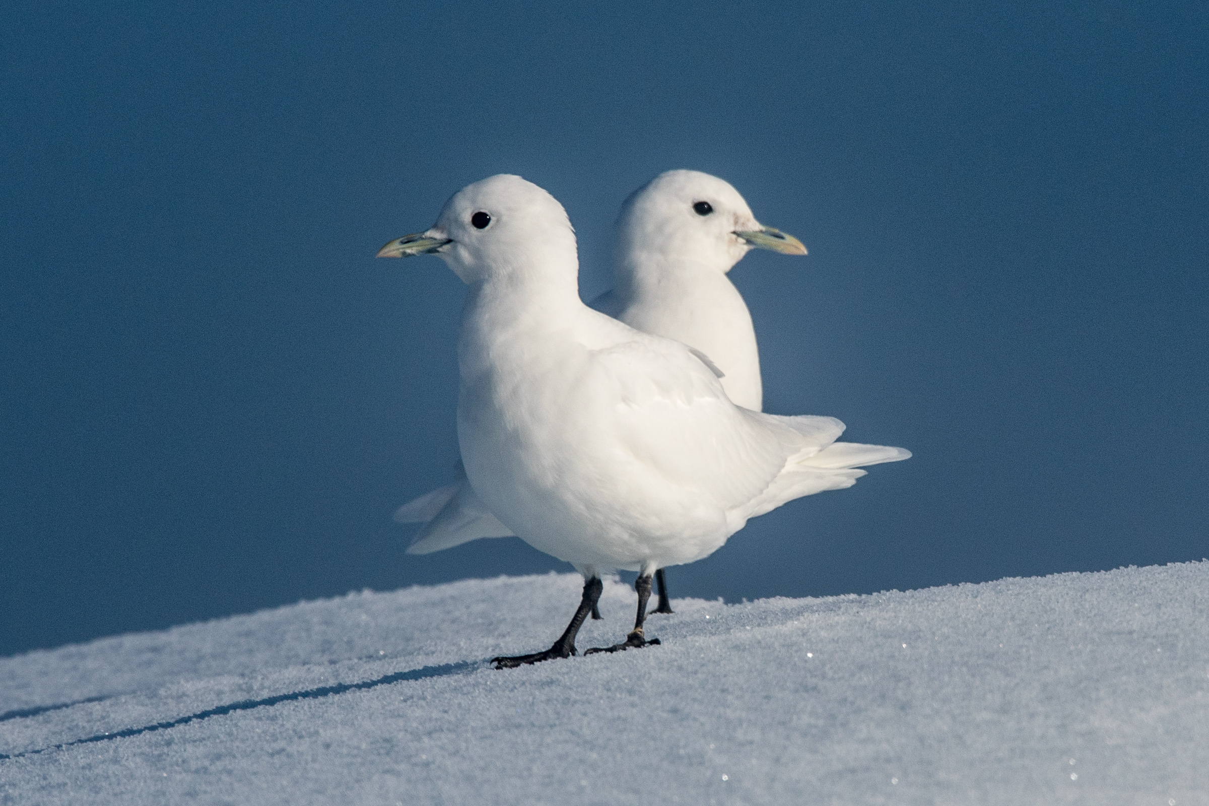 Elfenbeinmöwe