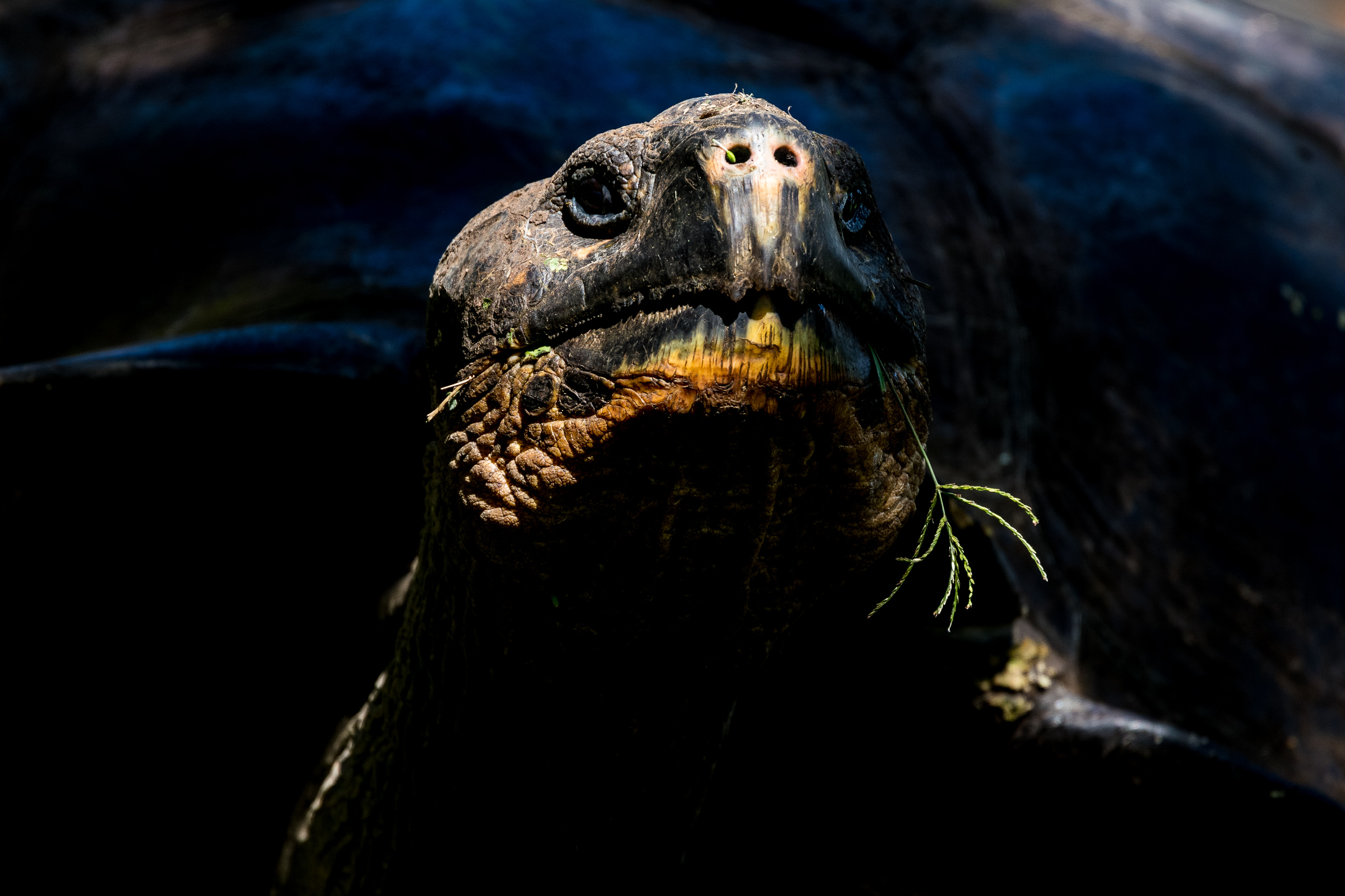 Galapagos Schildkrte