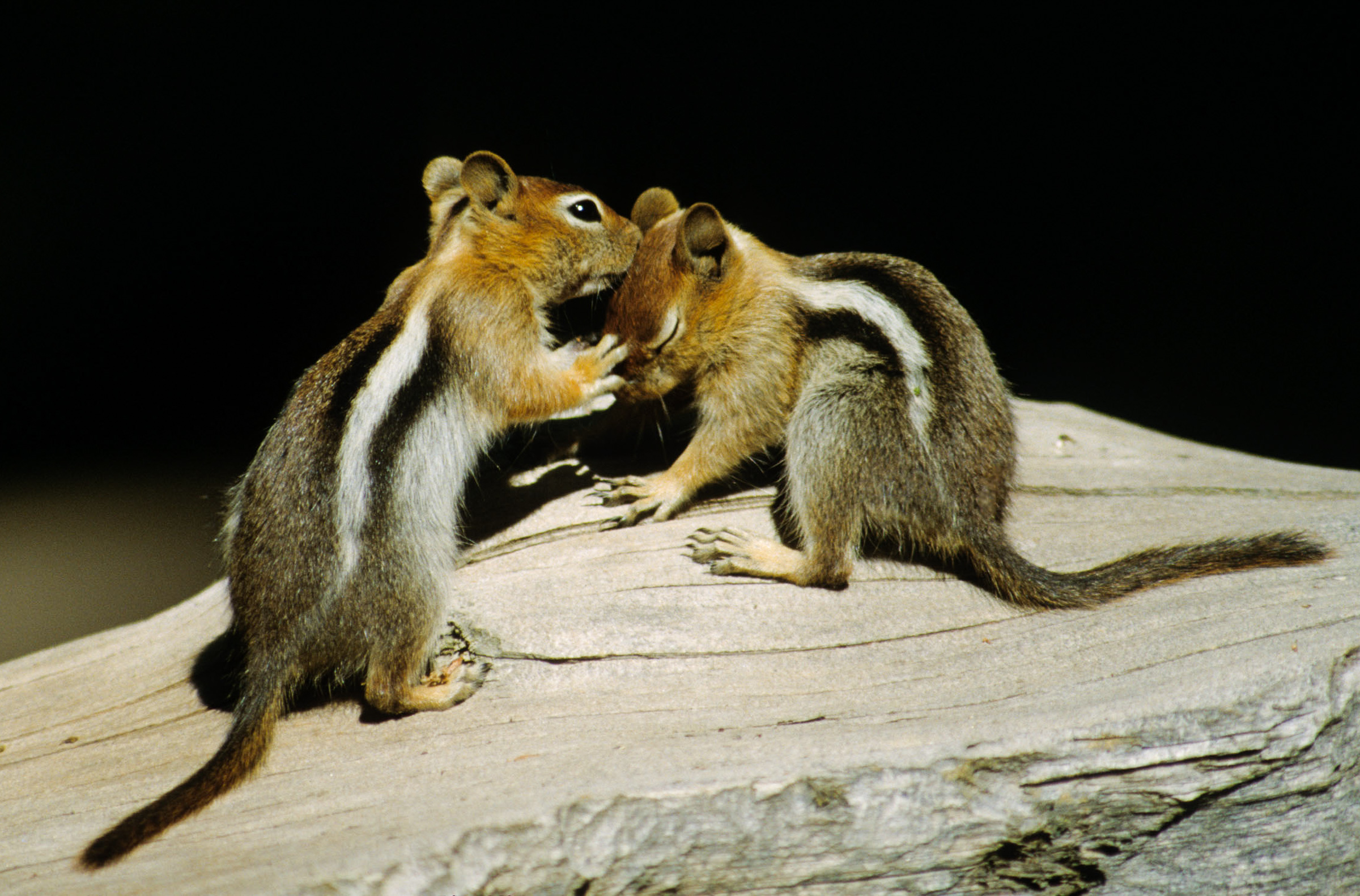 Golden-mantled Squirrel