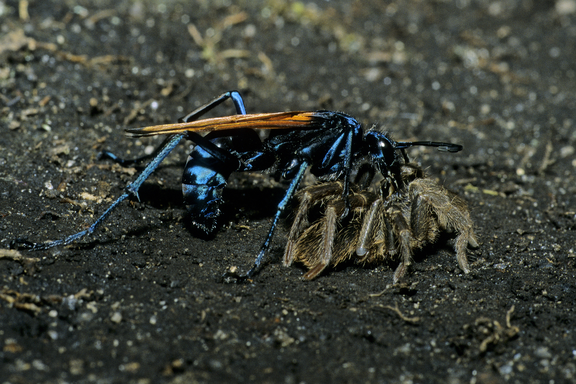 Ichneumonid Wasp