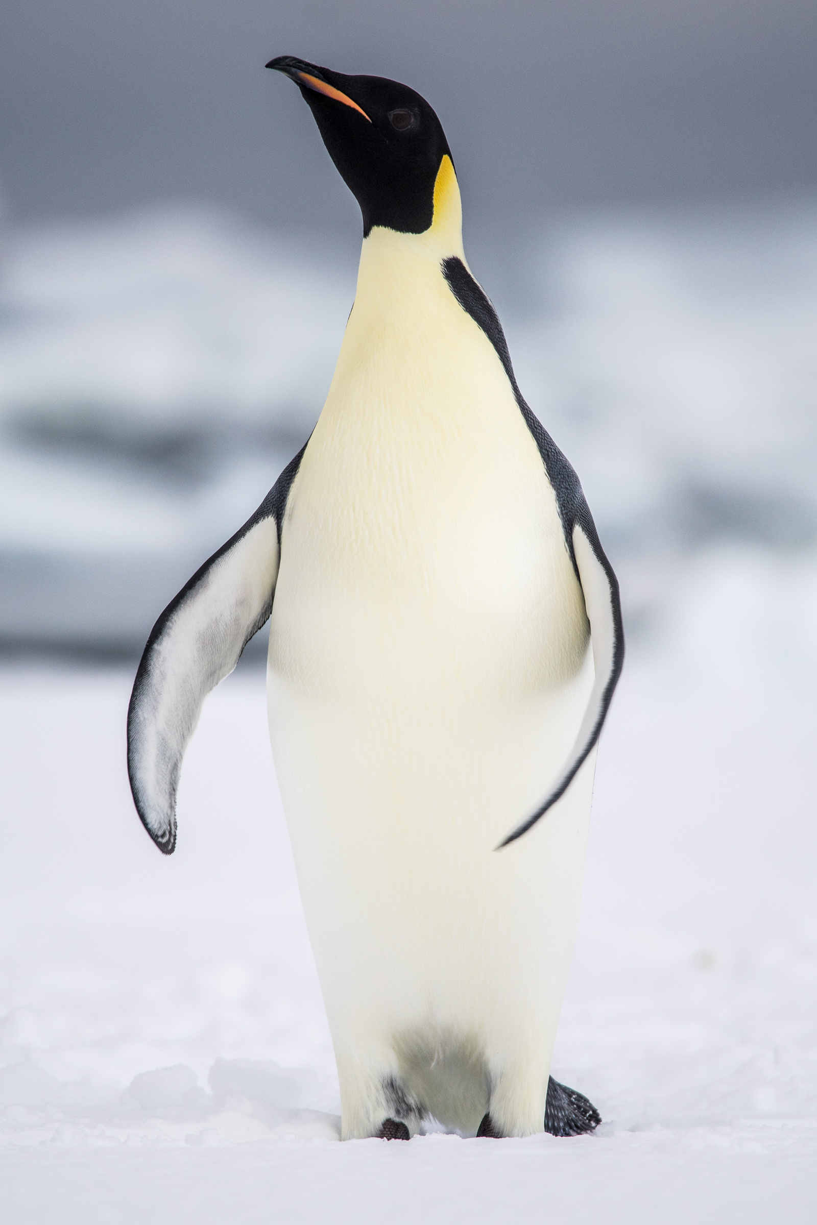 Kaiserpinguin